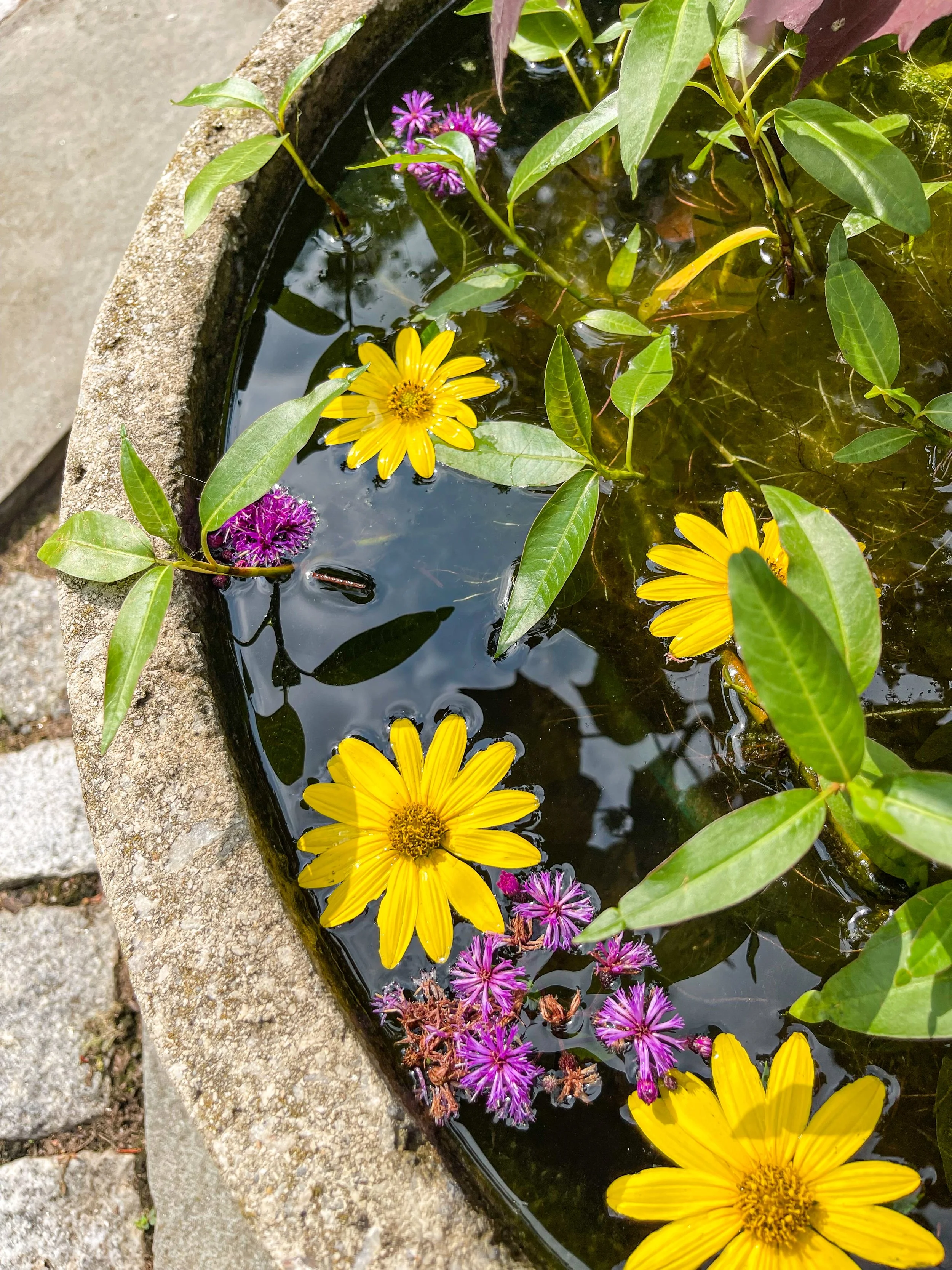 @ Flowers in Planter_Ecology Building Court_Wave Hill Garden.jpg