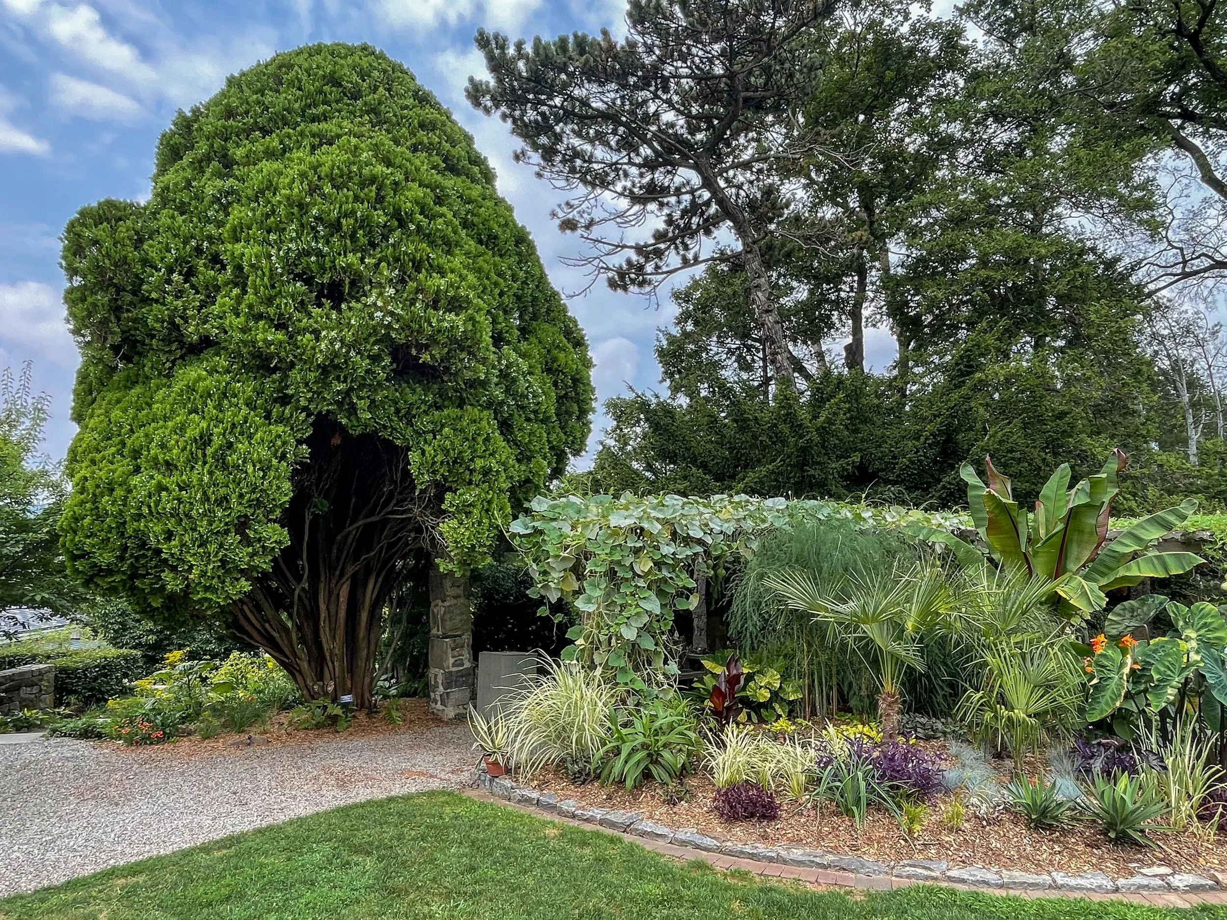 @ Topiary tree & tropical and shade-loving plants.jpg