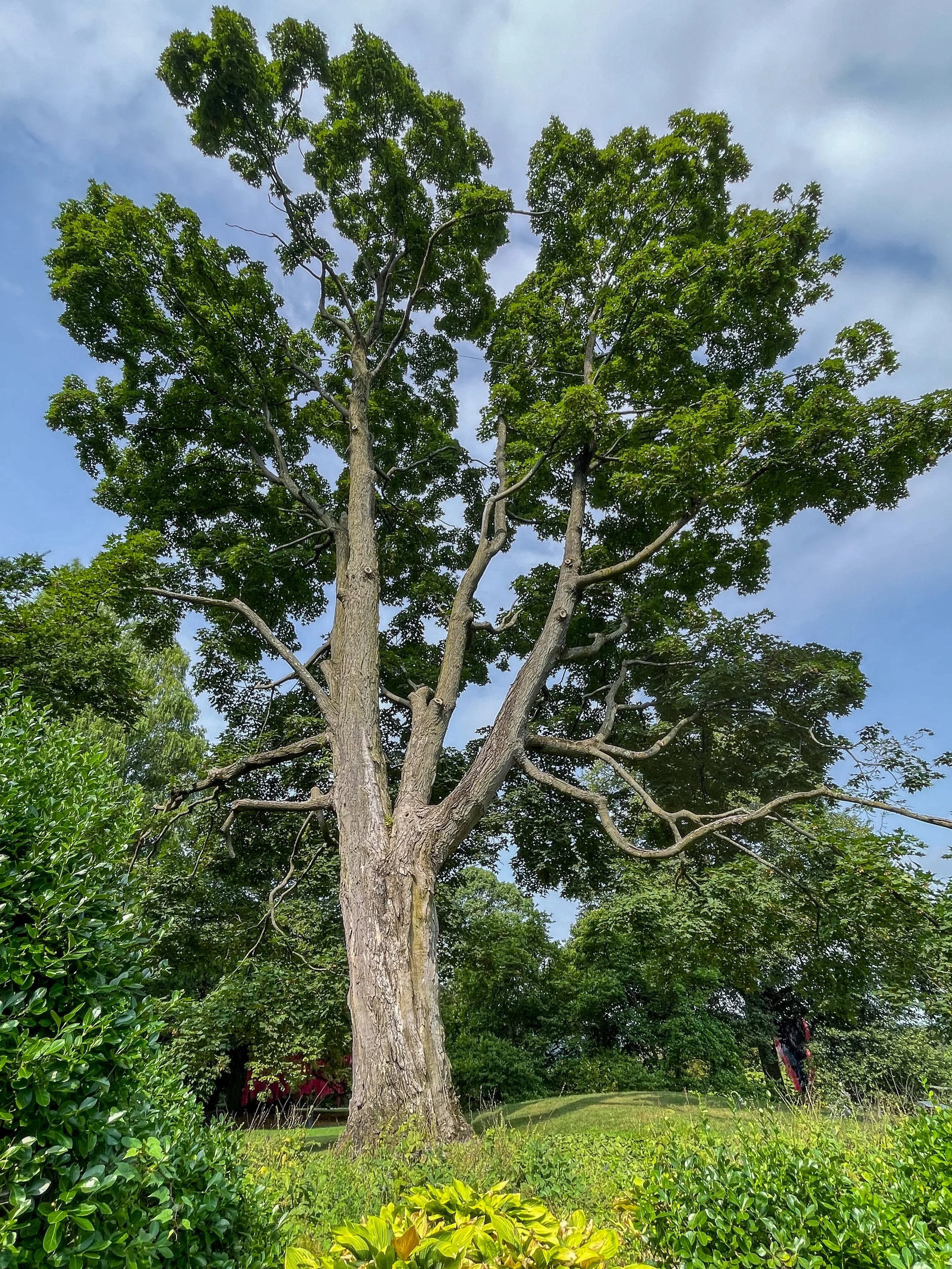 @ American elm.jpg