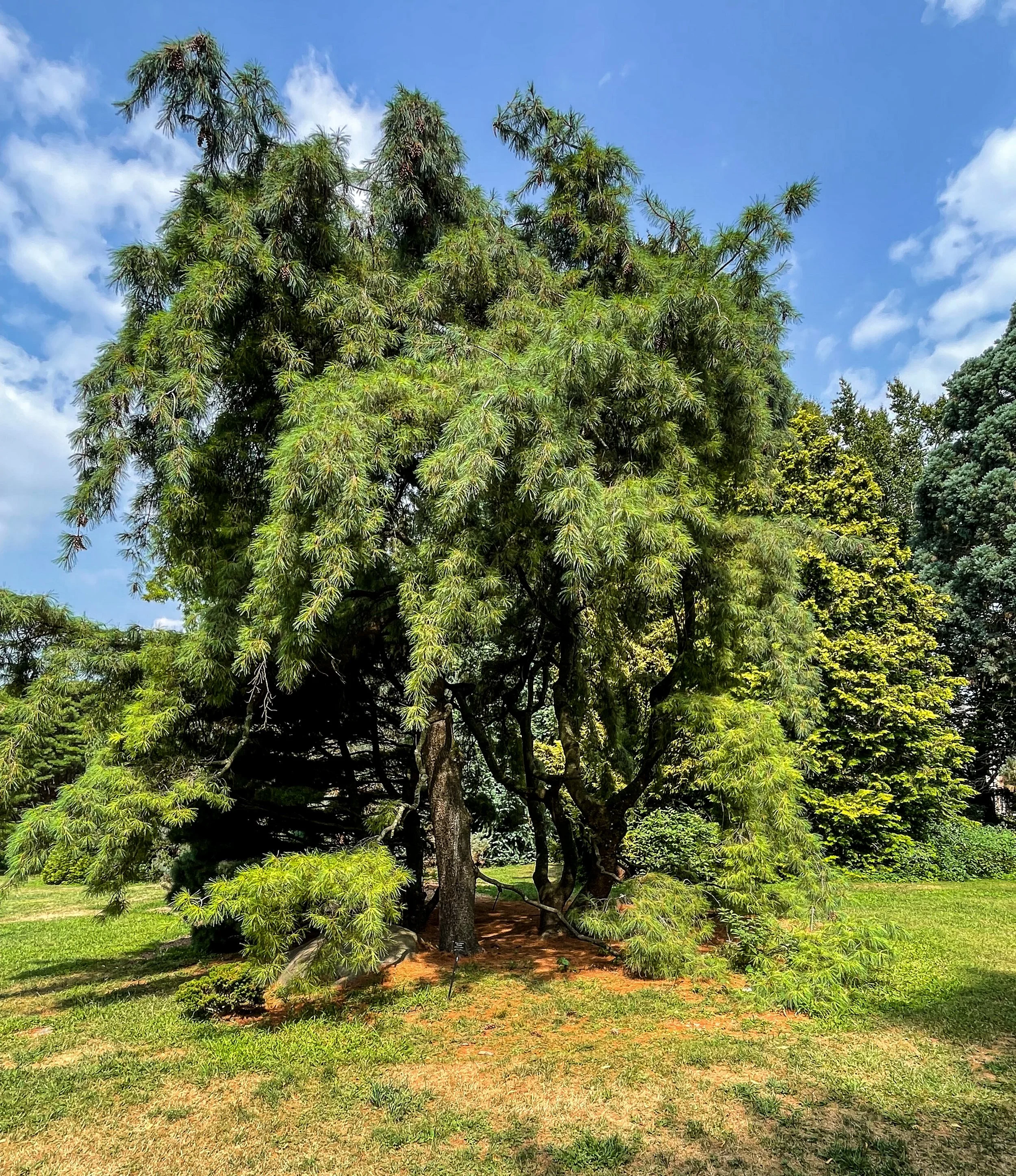 @ Weeping conifer.jpg