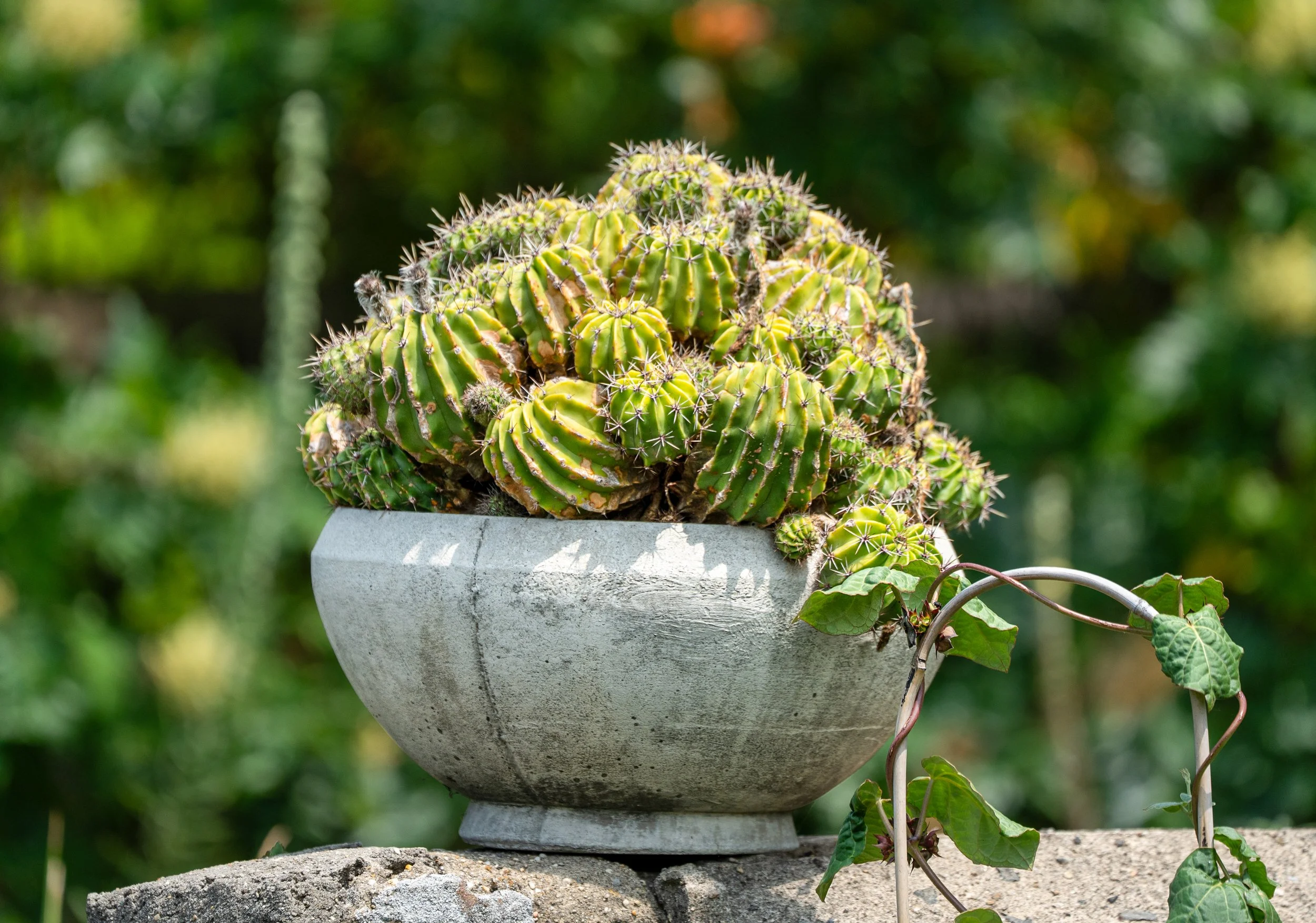 @ Easter Lily Cactus.jpg
