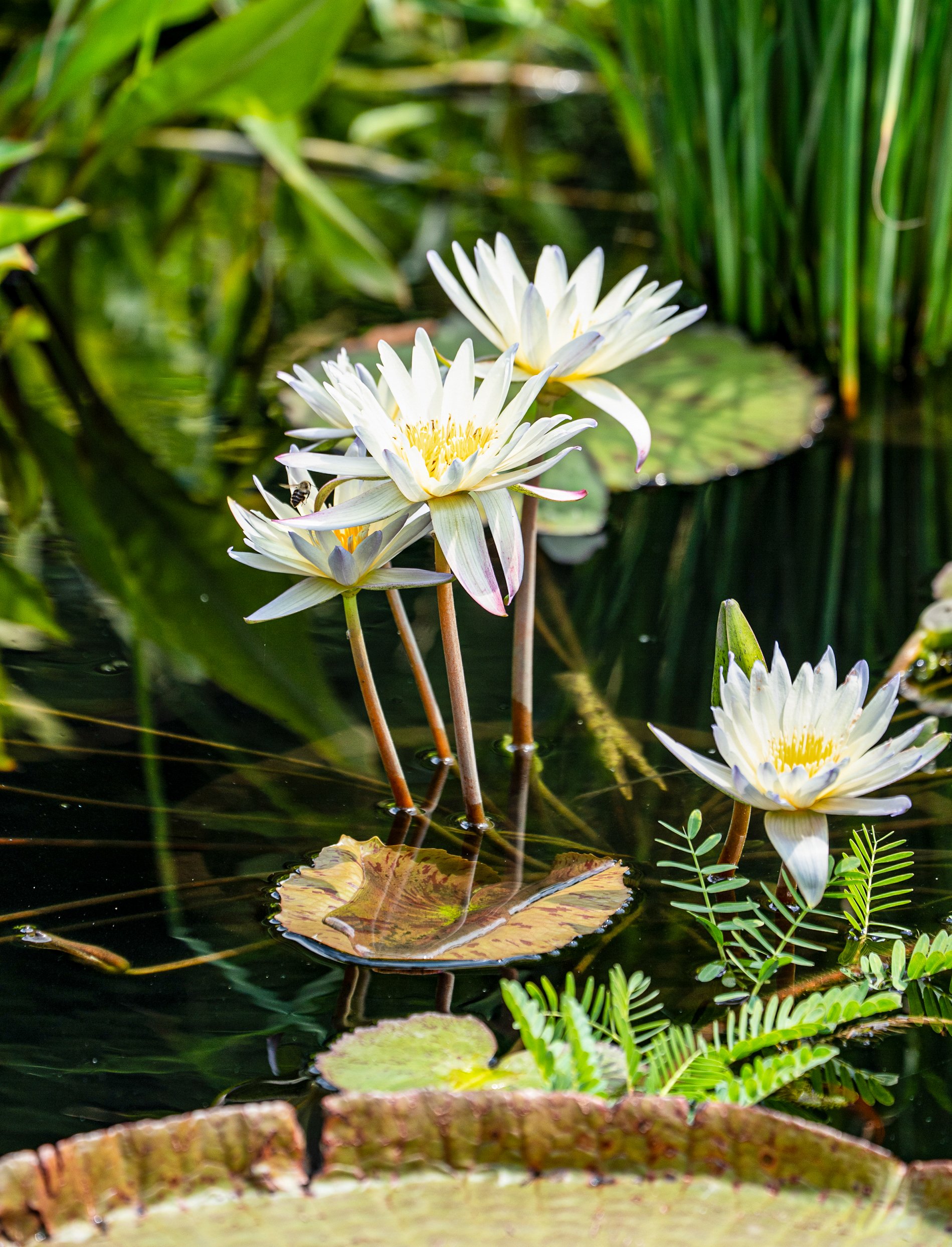 @ White Tropical Water Lily.jpg