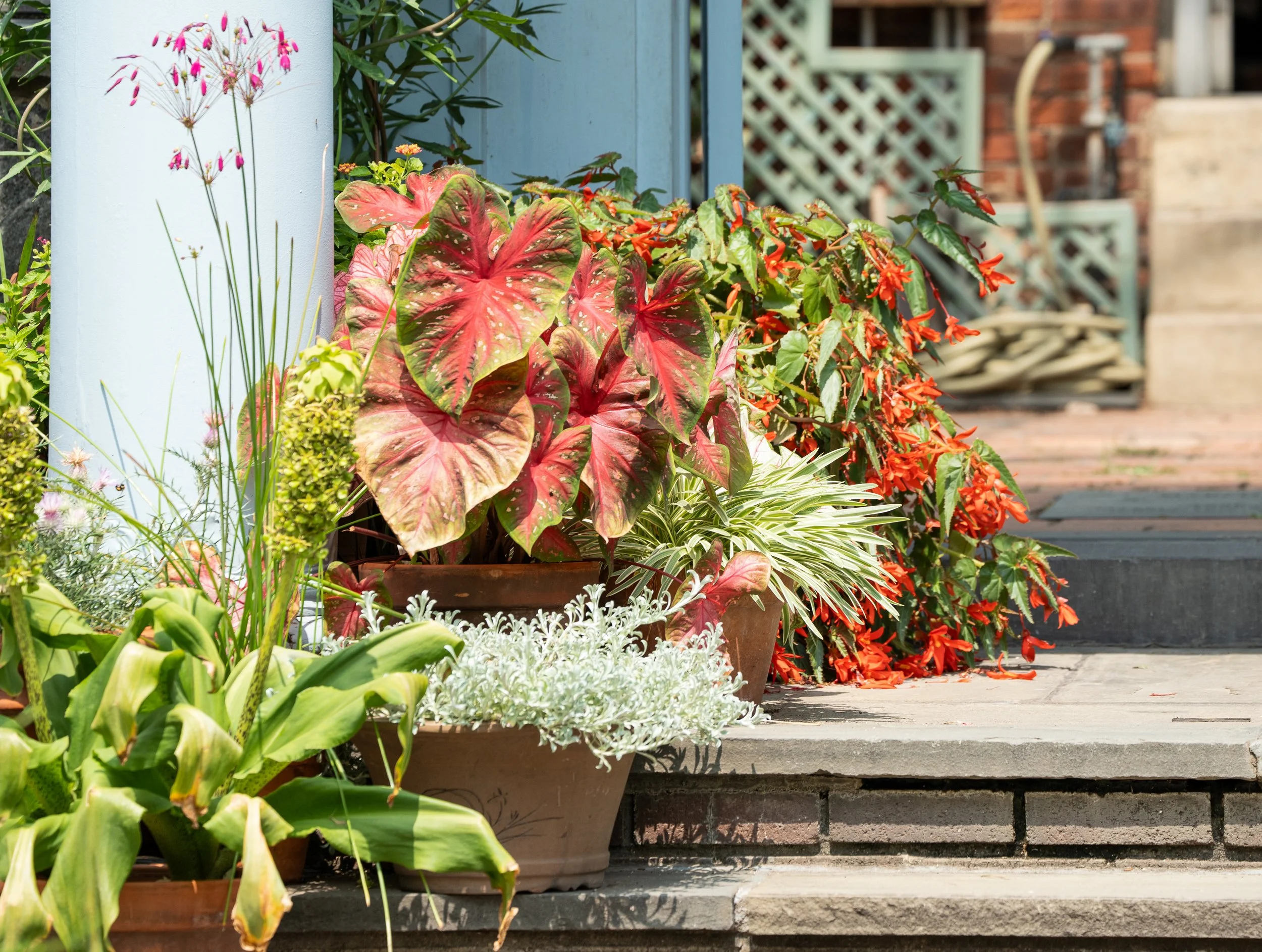 @ Red Flash Caladium.jpg