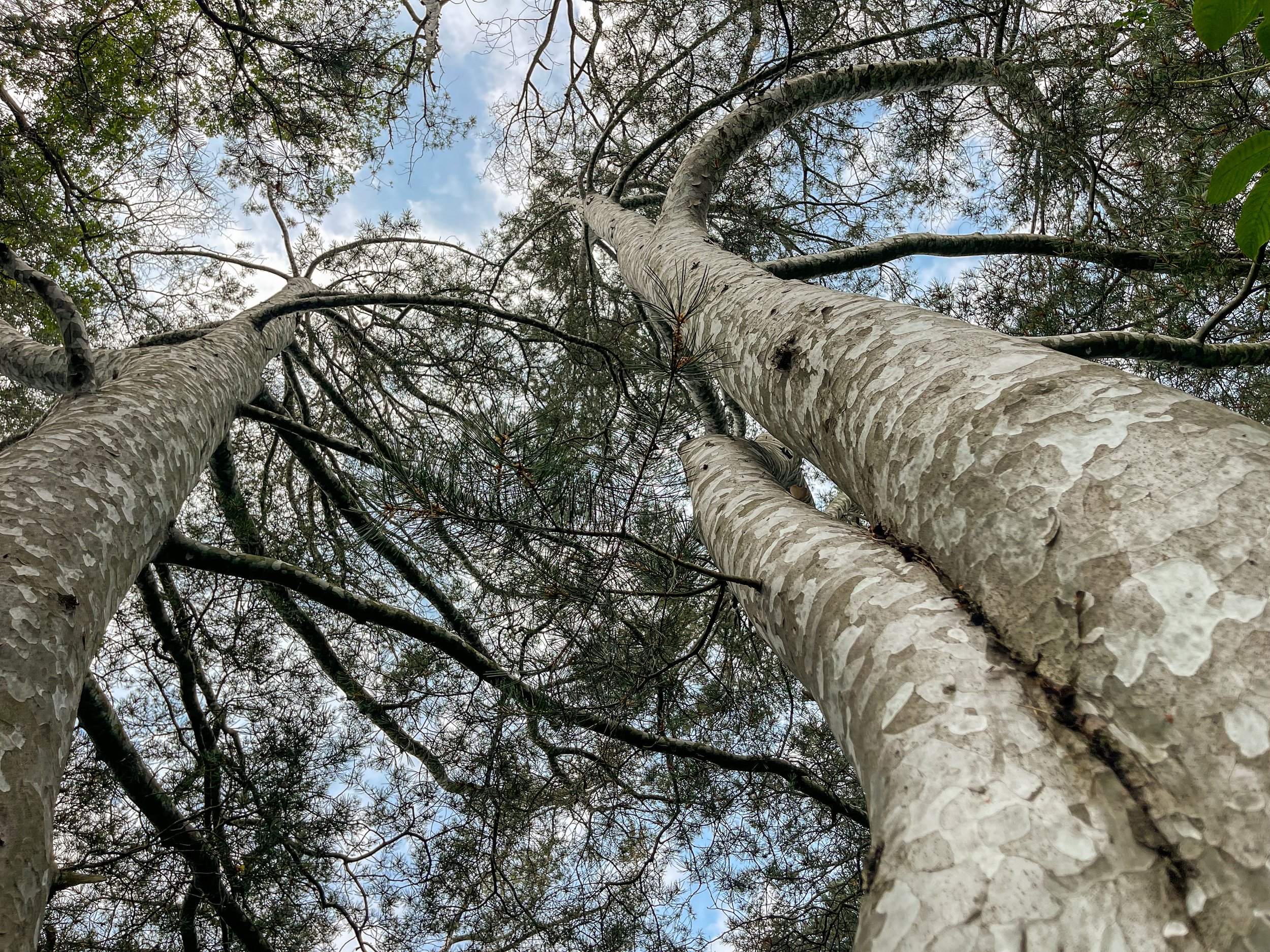 @ Trees-low perpective.jpg