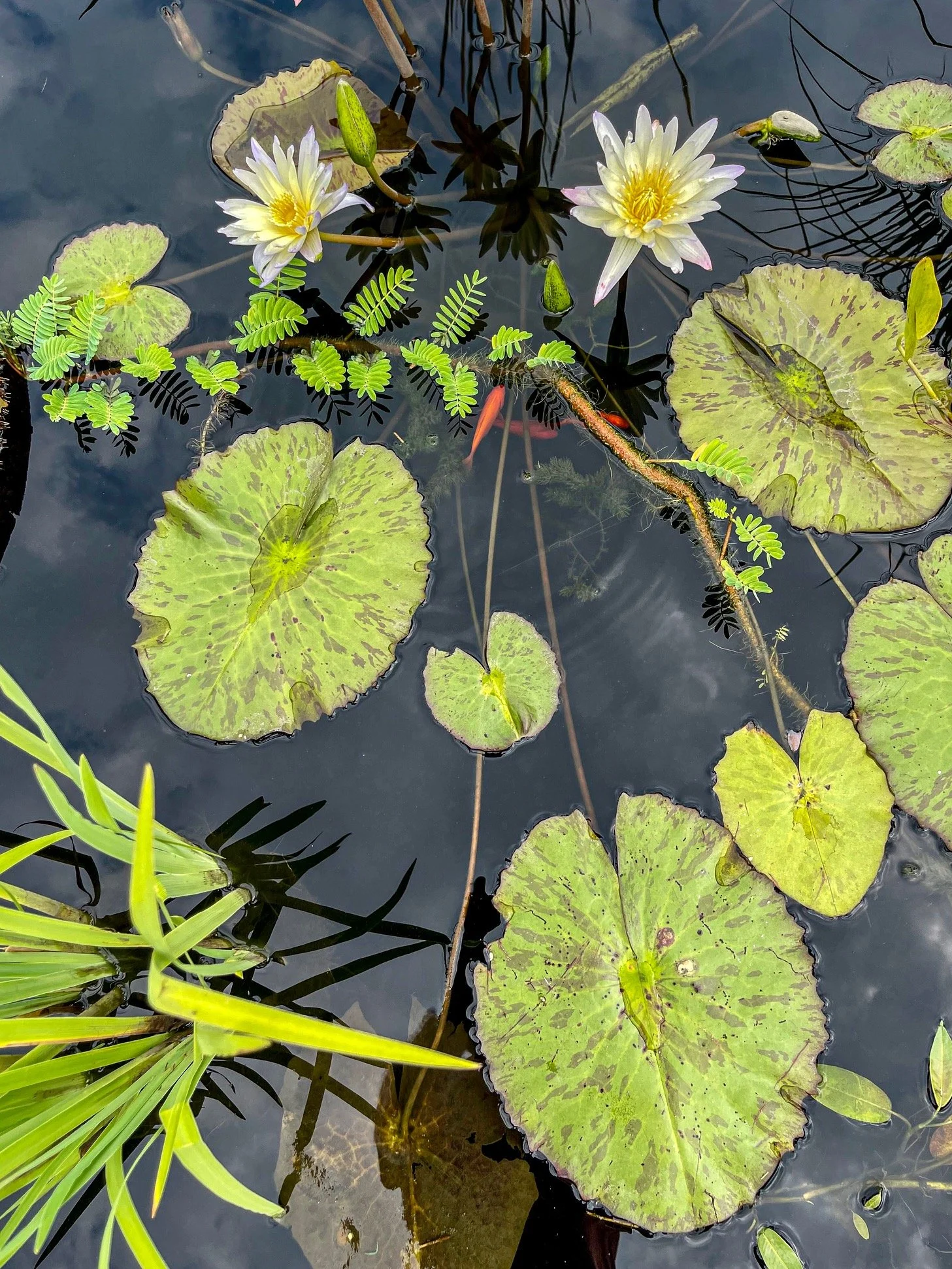 @ White  Water Lilies_Photo Joseph Kellard.jpg