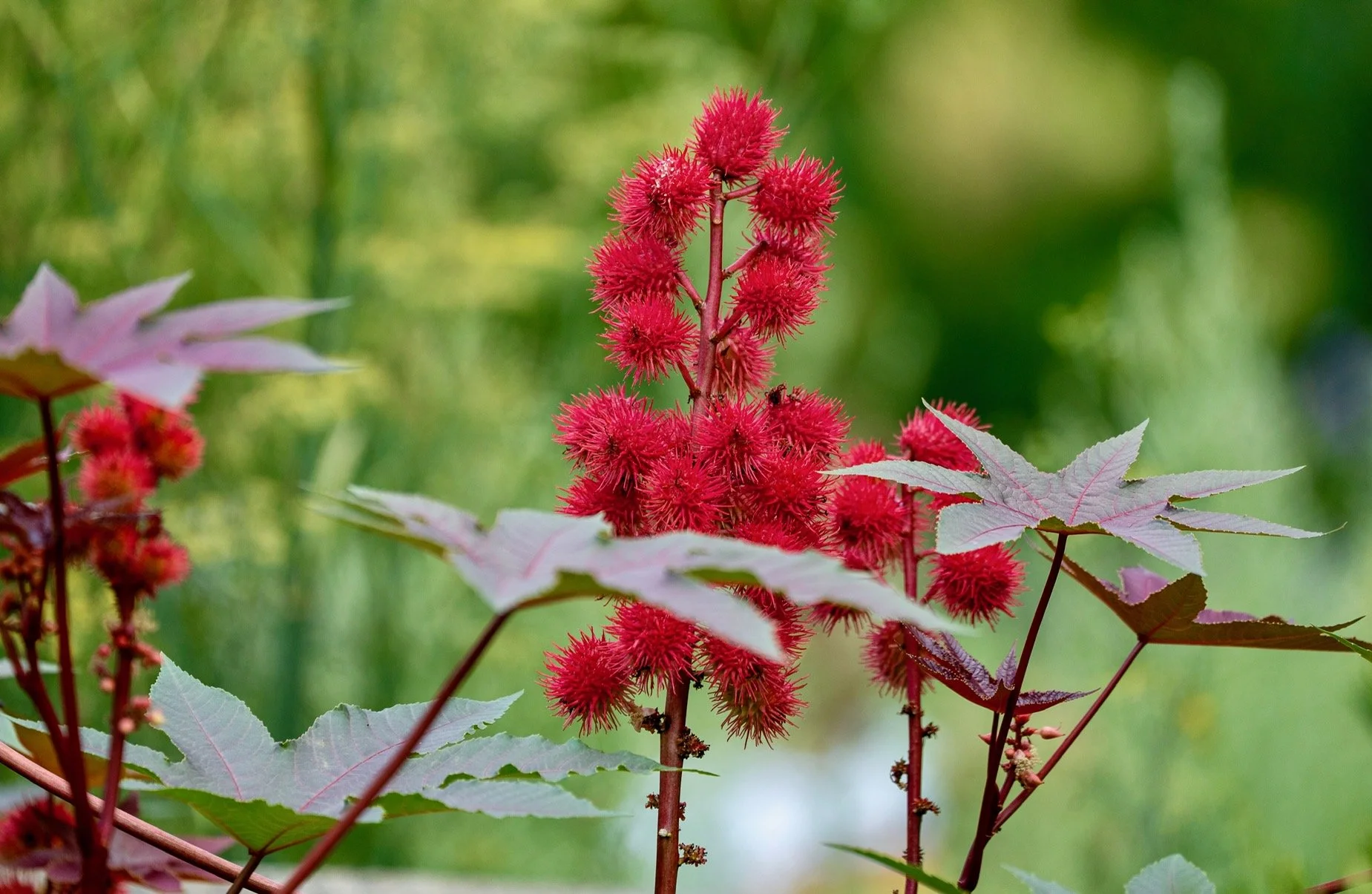 @ Castor Bean Seeds_Photo Joseph Kellard.jpg