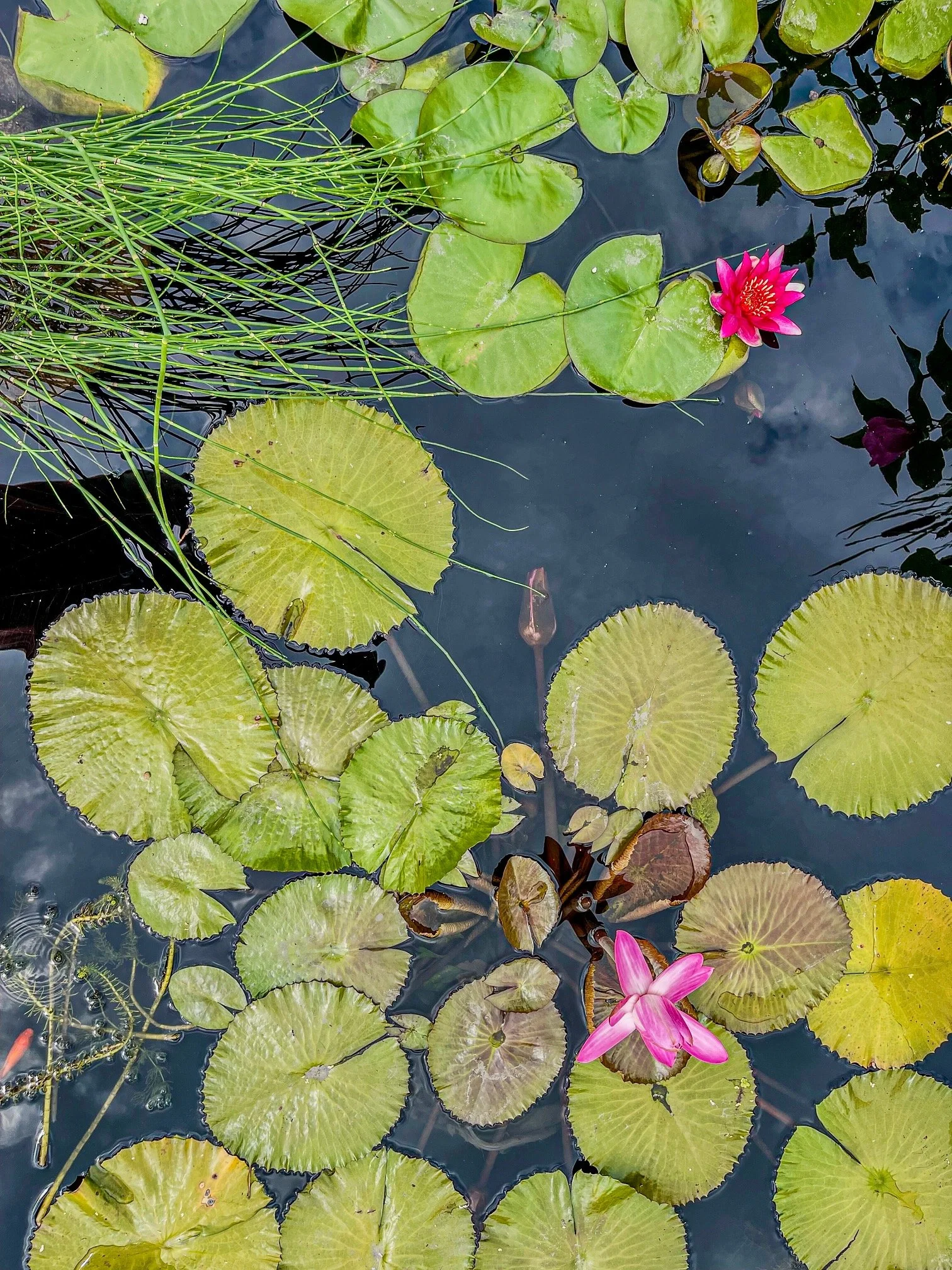 @ Water lilies_Aquatic Garden (pond)_Photo Joseph Kellard.jpg