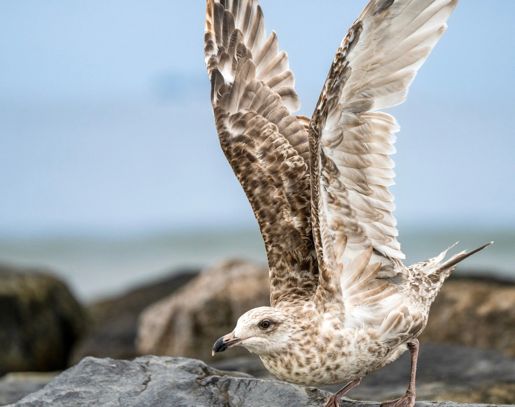  A seagull launches into flight from a jetty in Long Beach, Long Island.  