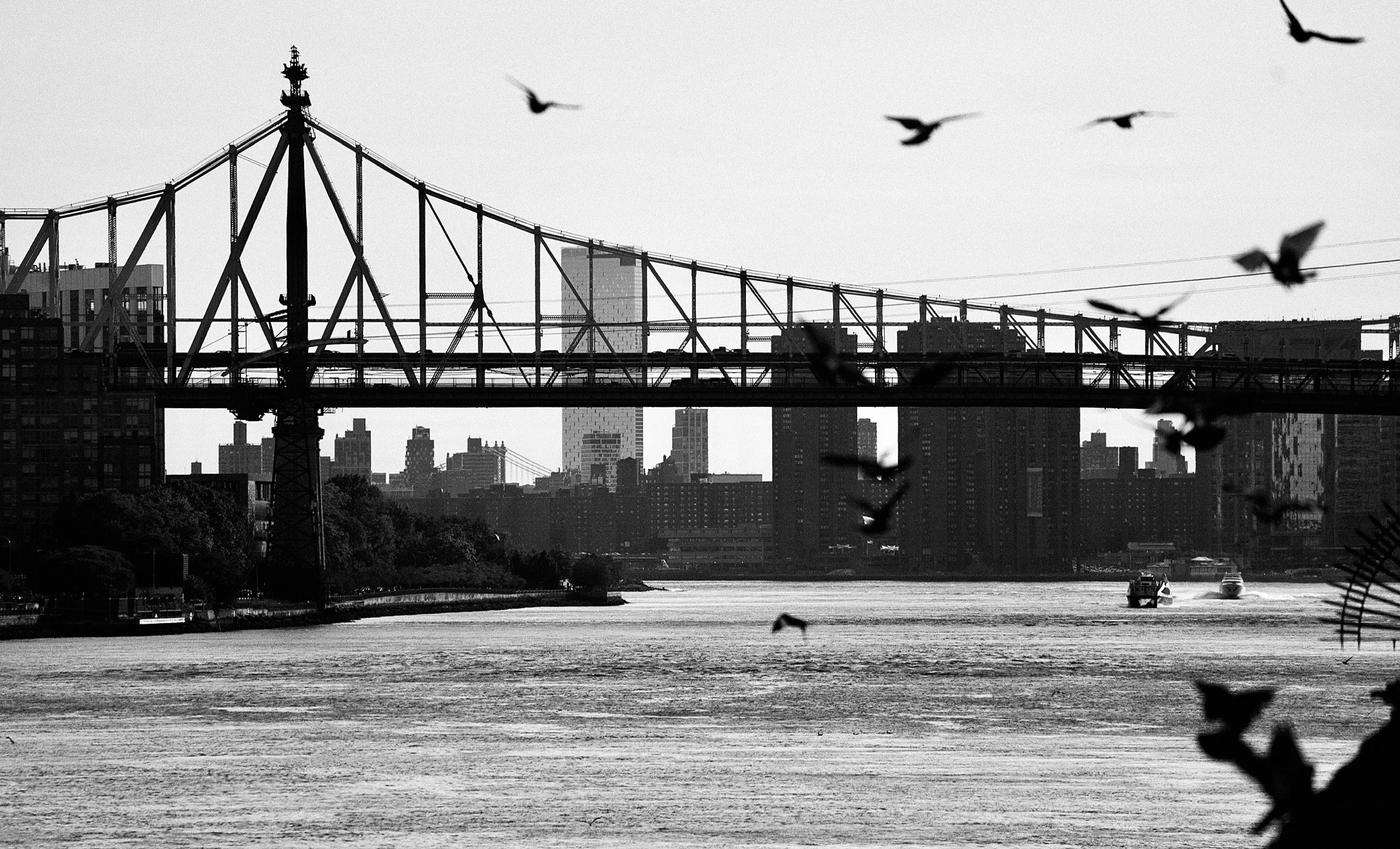  Queensboro Bridge and birds 
