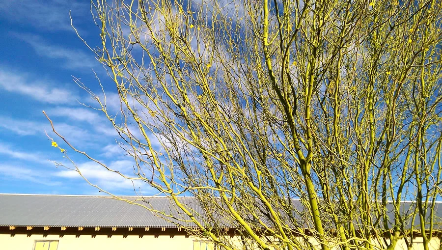 Palo verde trees in morning sunlight