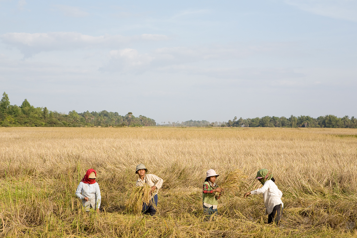  Harvesting. Cambodia. 
