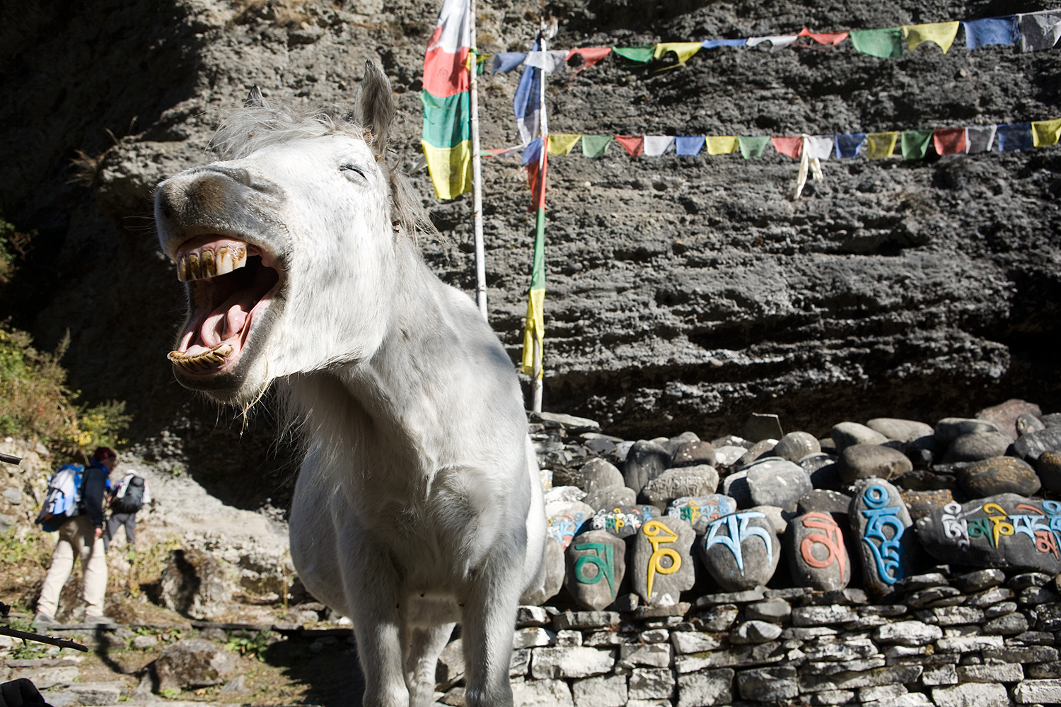  A horse yawns in the morning in front of a Buddhist offering site. Carved and painted on the stones behind him is the sacred mantra  om mani padme hum , which many consider to be the most spoken mantra in Buddhism. 