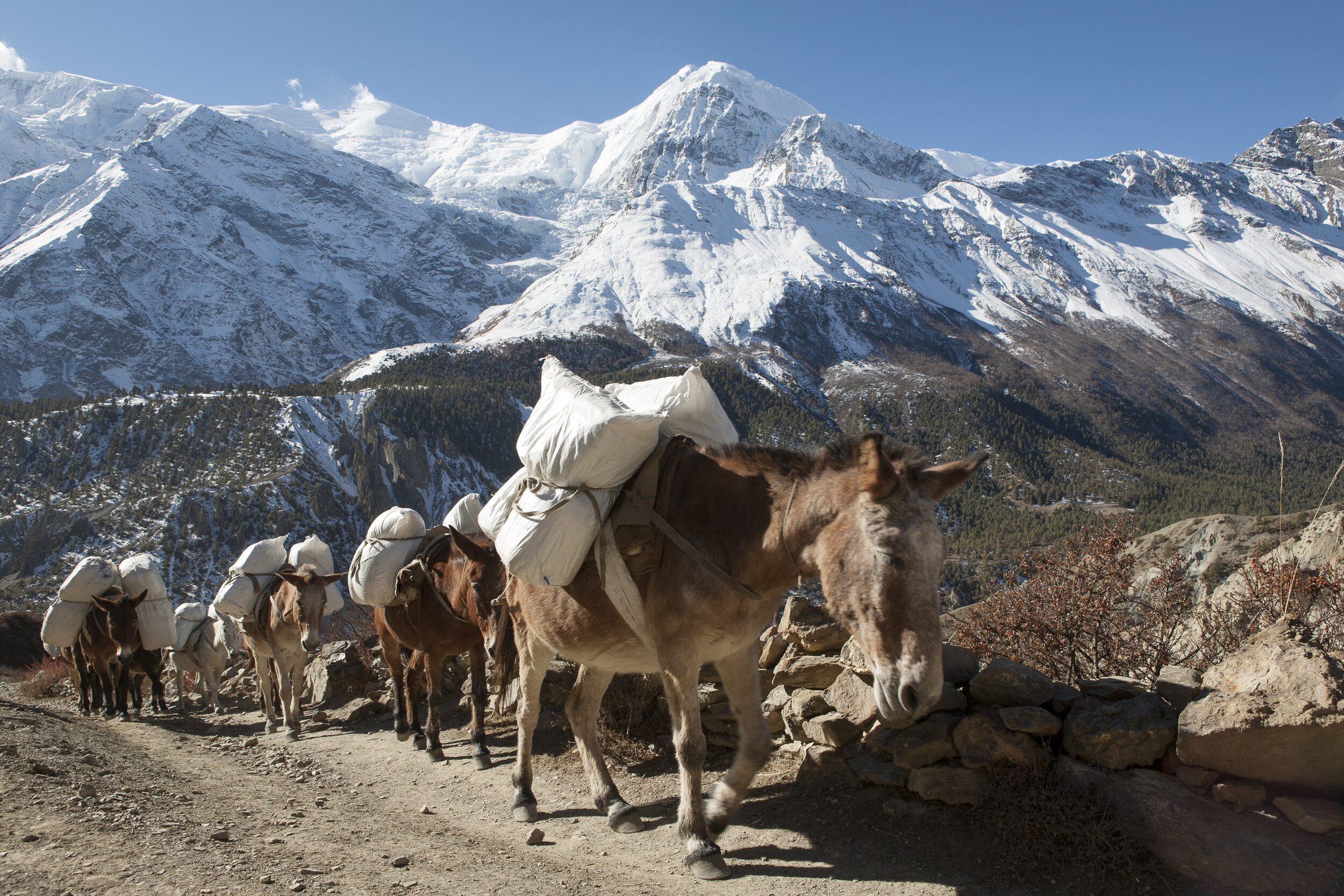  Donkeys carry loads up into the mountains.  