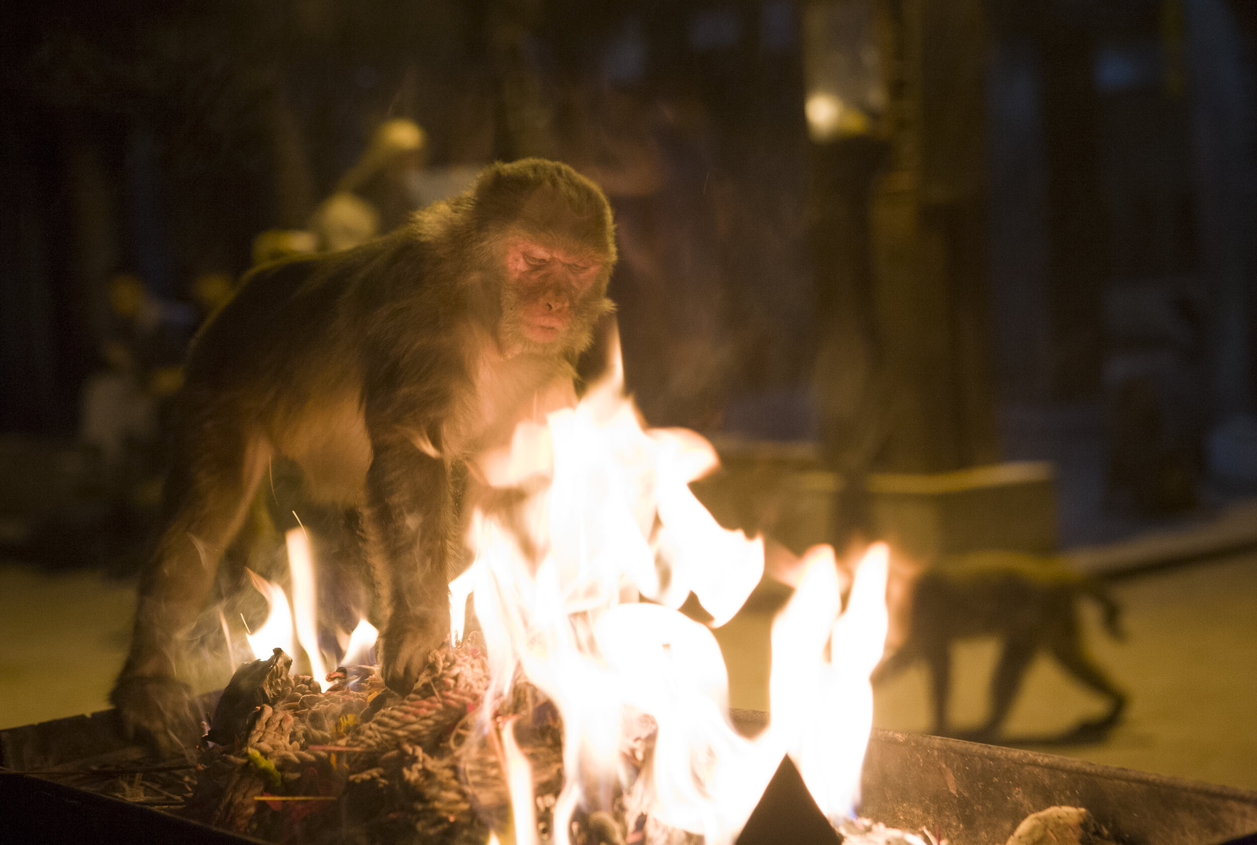  A female monkey reaches straight into the fire for bits of food at the Swayambhunath Stupa, or "Monkey Temple," in Kathmandu. 