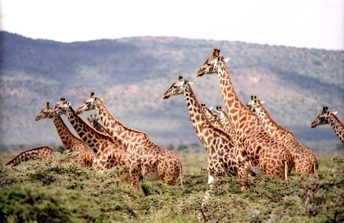 giraffe-wild-wildlife-nature-38534.jpeg