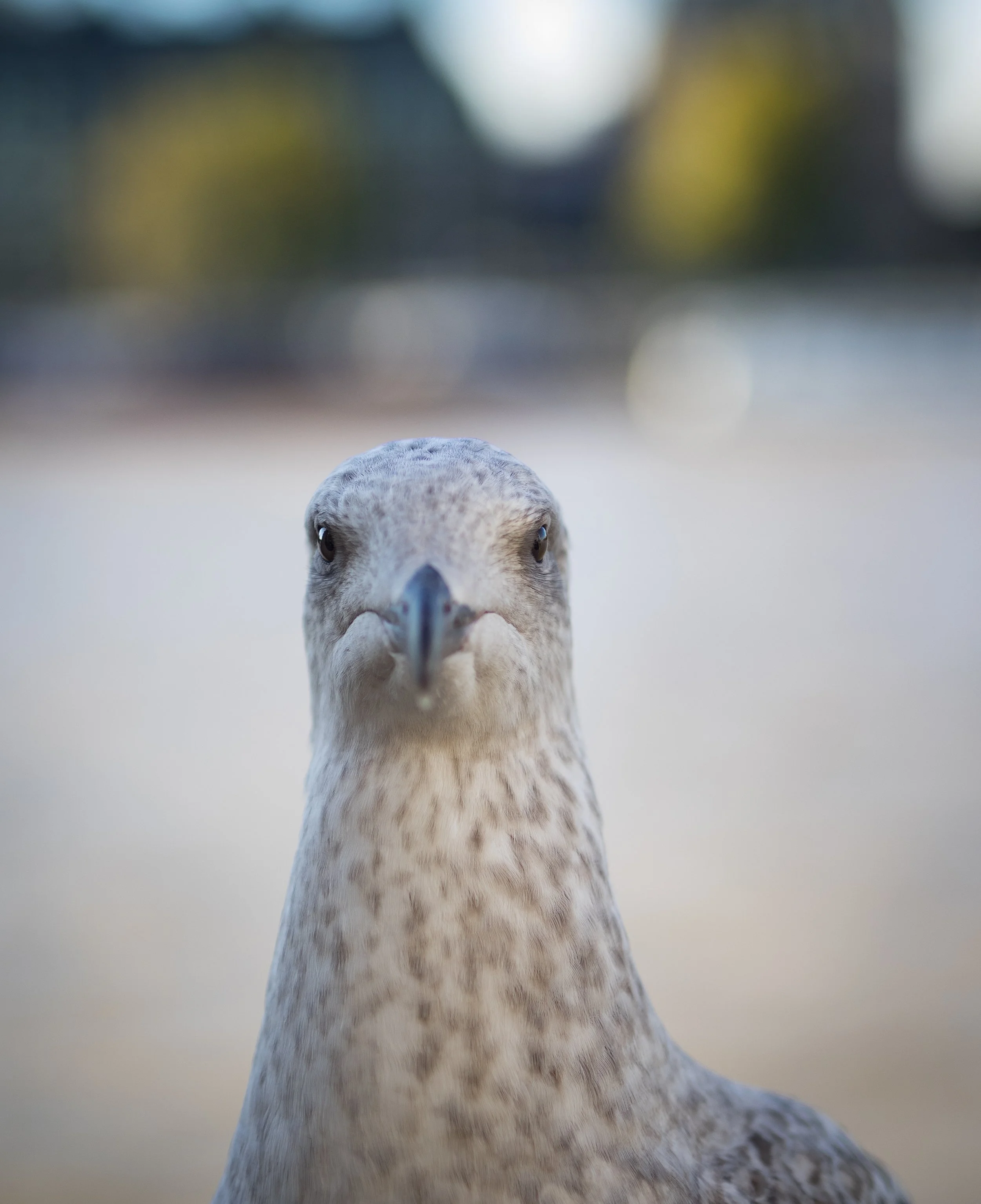 A head-on shot of a gull with speckled gray feathers, showing its beak and eyes in detail.
