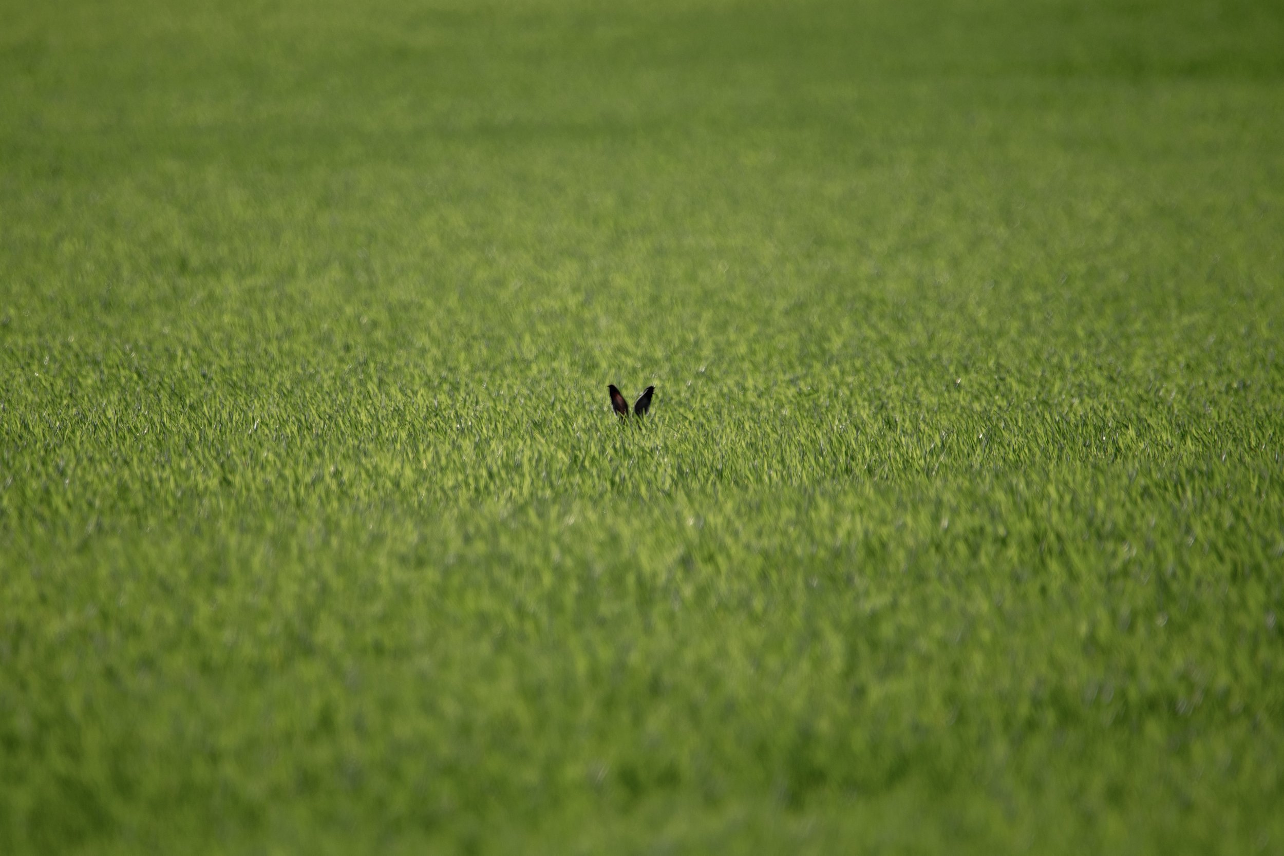 A green, grassy expanse with two small, dark, pointed shapes of a hares ears barely visible in the center.