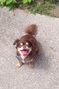"I am technically not a customer of Bluewater EPA, but Ken does own me - and he looks after me pretty good...and gives me treats…so I would imagine that I am going to have to endorse him…plus he put me on the Home page…look at me Sammy…I'm a model now…" Bernard the Chihuahua