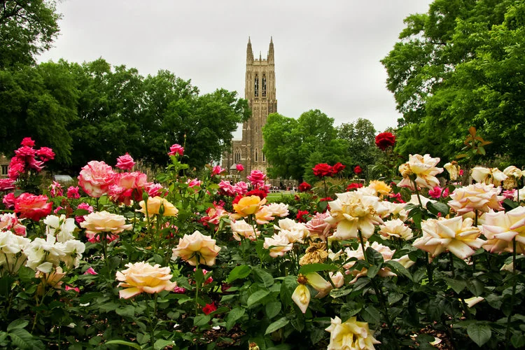 DUKE UNIVERSITY