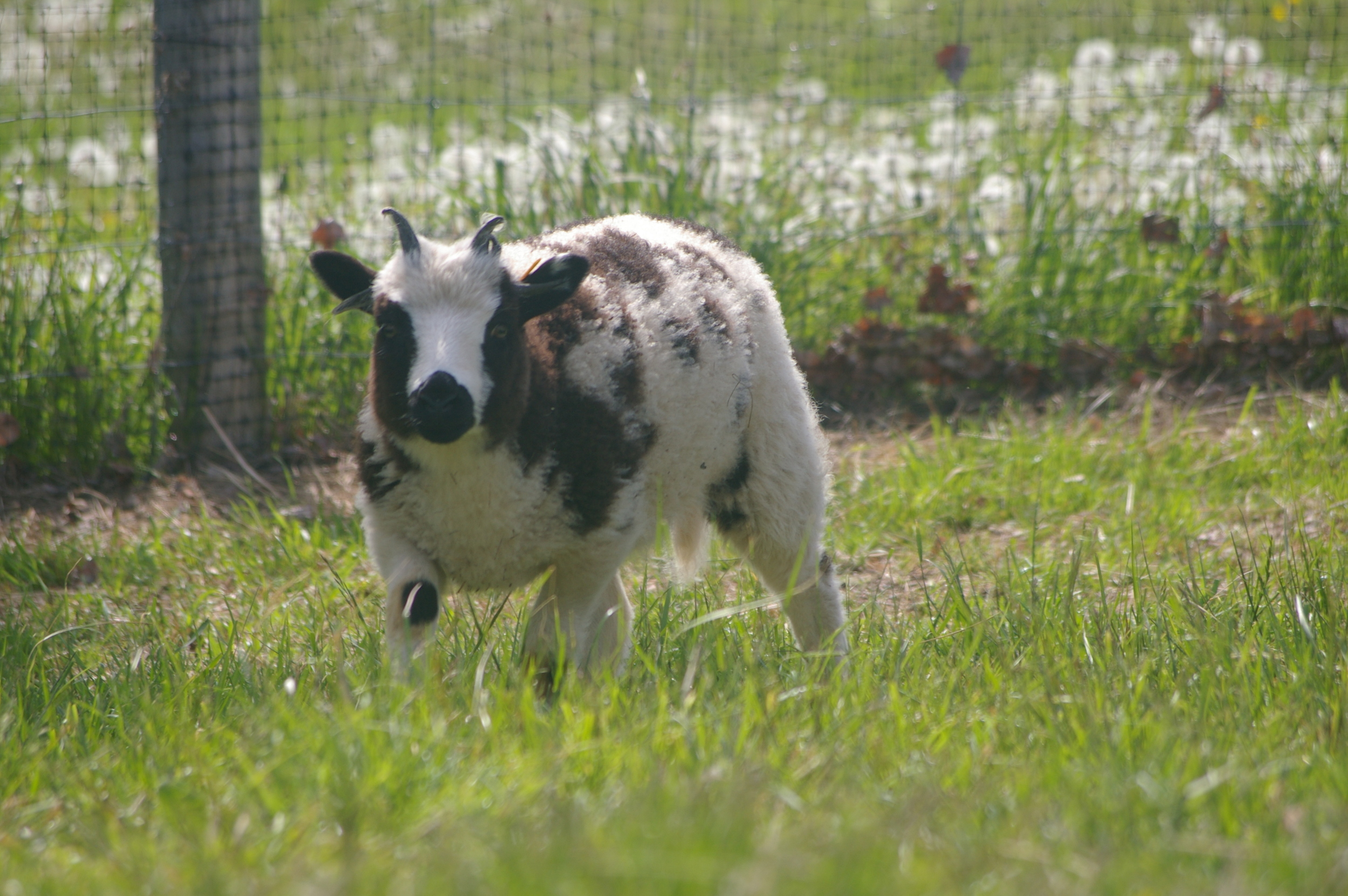 Hint: it's not just because you'll learn more about adorable lambs like this baby Jacob. Photo © Cindy Ghent.