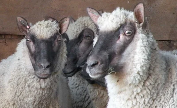 Clun Forest ewes, a threatened species, from a family farm on the Québec-Ontario border.