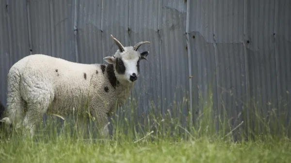 A Jacob lamb from Cindy Ghent's flock in Ontario.