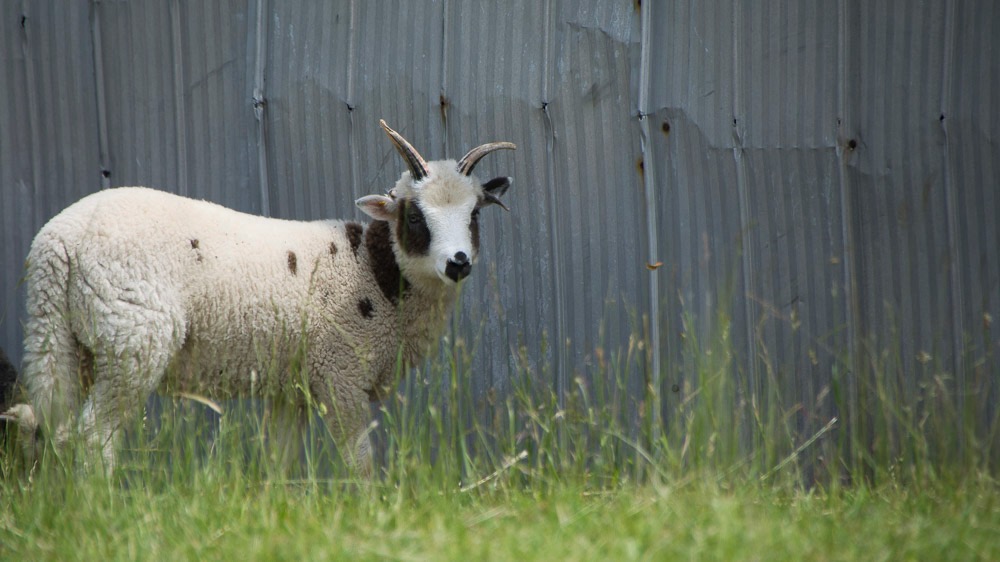A Jacob lamb from Cindy Ghent's flock here in Ontario.