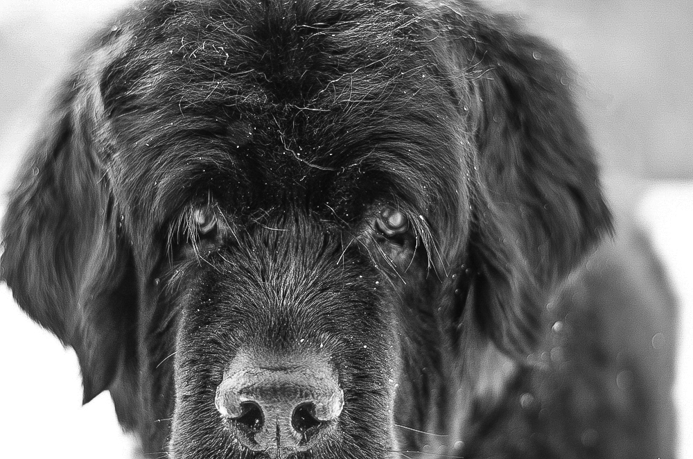 Skyla B&W snow.jpg