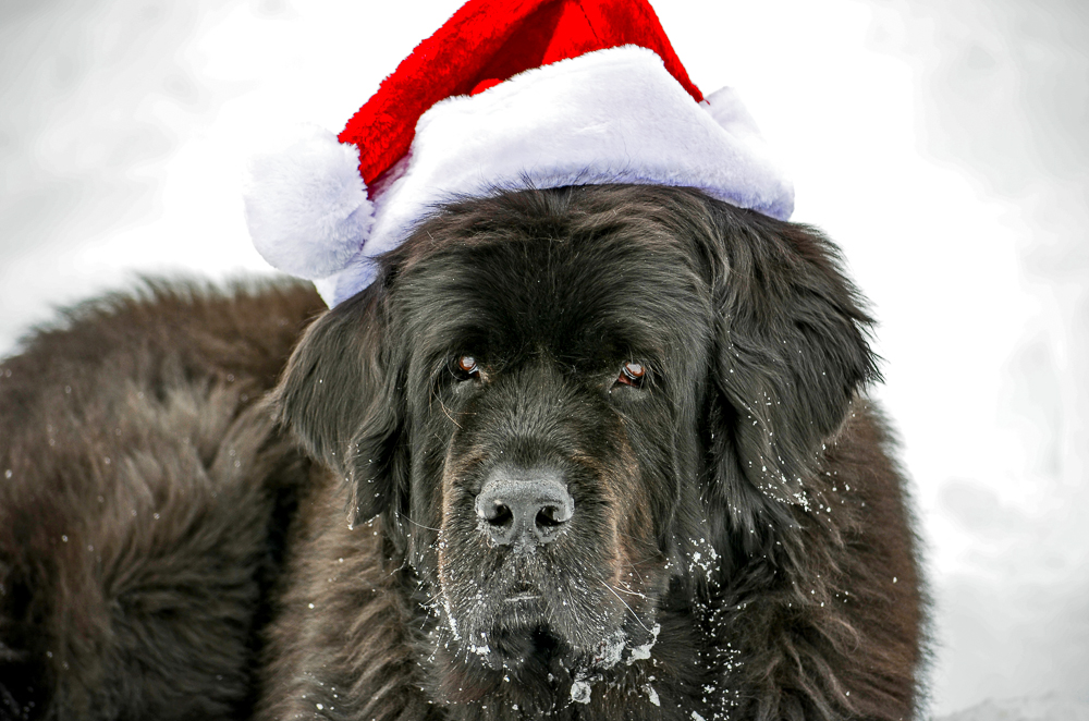 Skyla with Santa hat.jpg