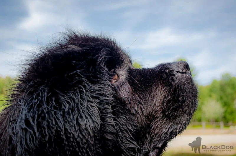 Skyla the Newfoundland Photography — BlackDog Pet Photography