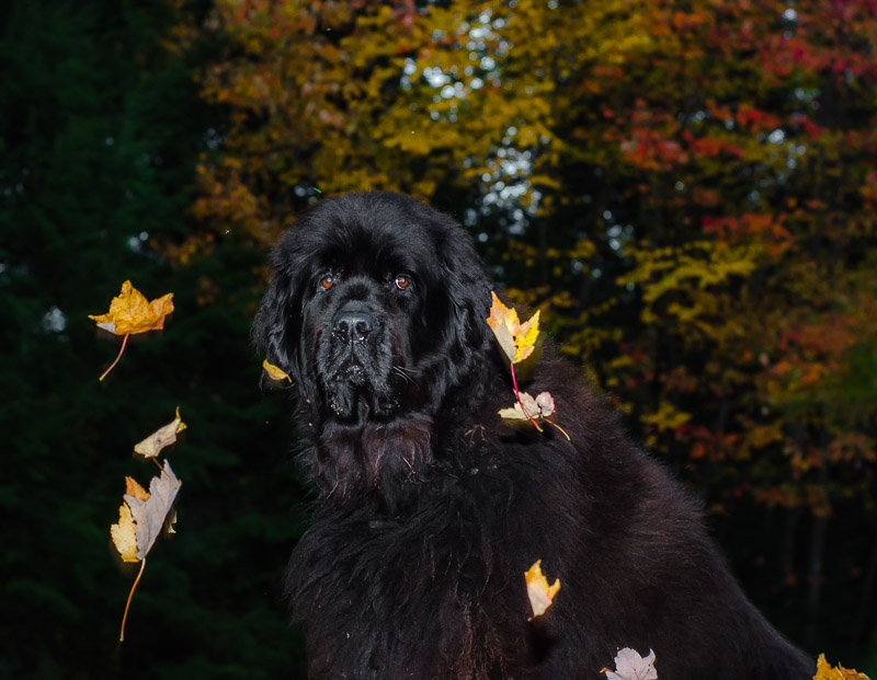 Skyla with leaves and flash 2014-10-14 099.jpg