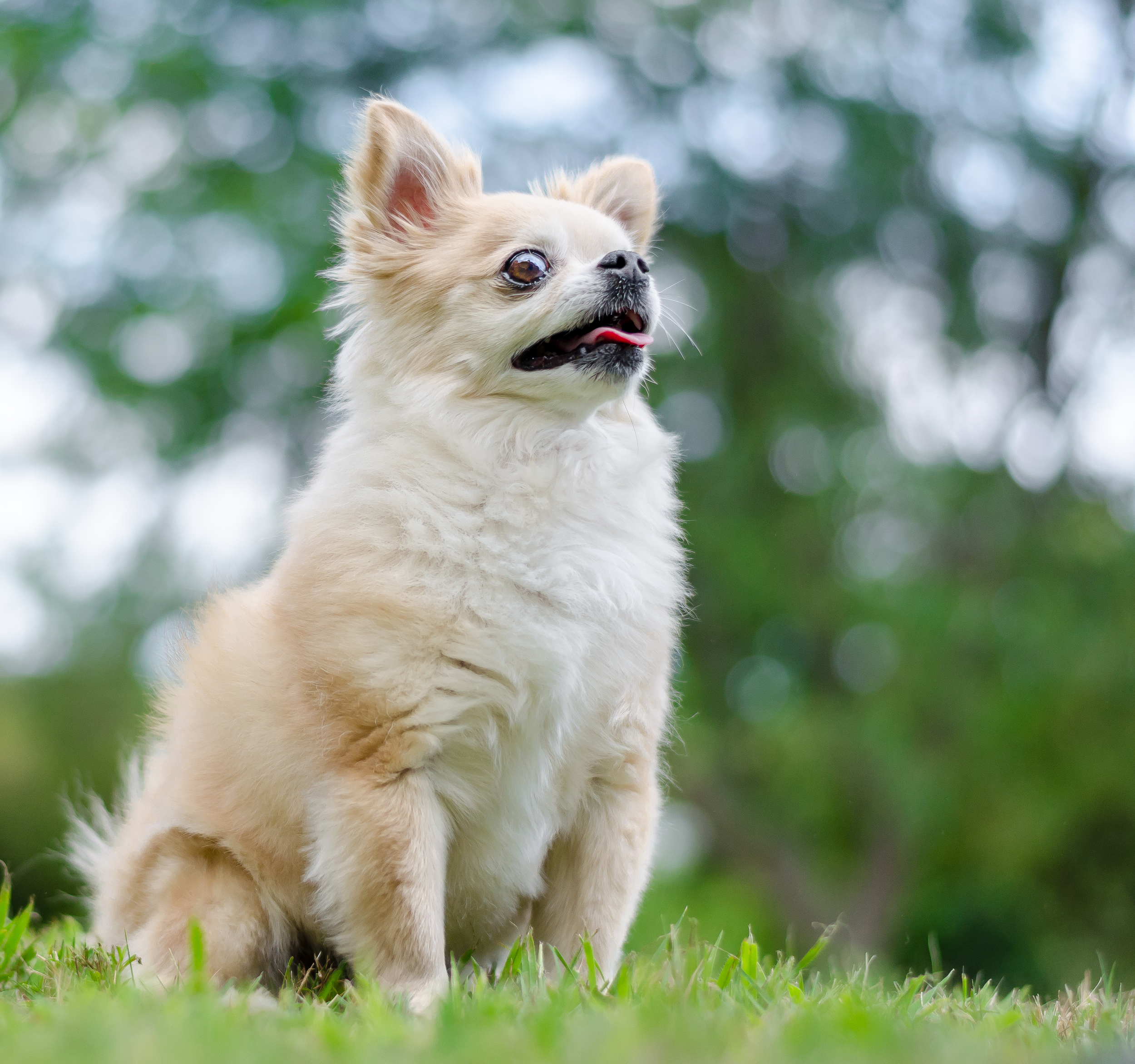 Linnea Smith, Mr. Jingles, dog, Chihuahua-59.jpg