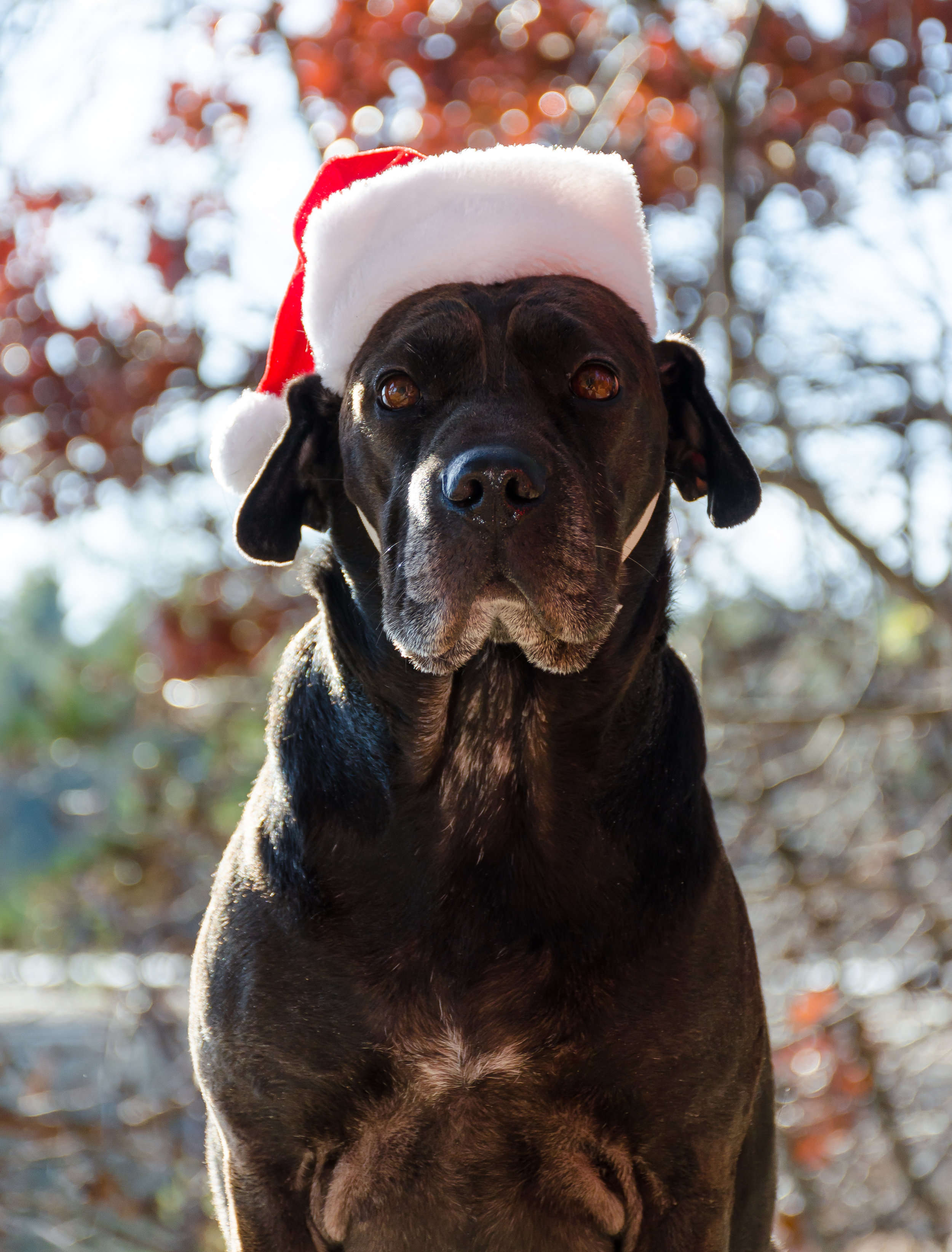 Molly, Deb, pet shoot, Lake Massabesic-240.jpg