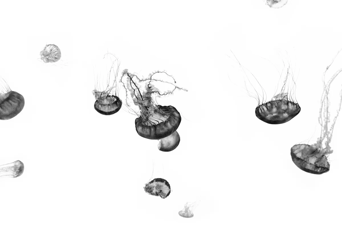 Jordan_K_Jellyfish-01.jpg