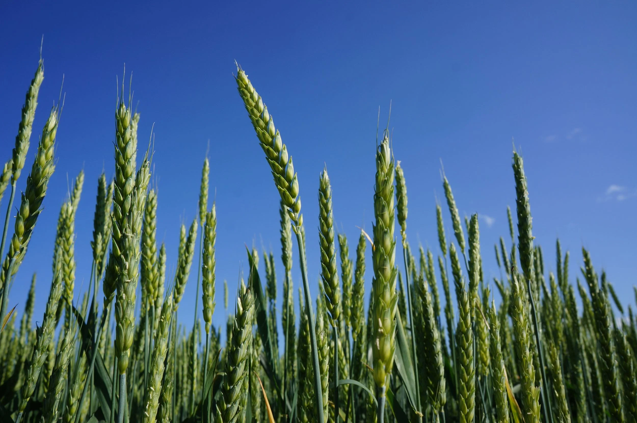 my wheat.jpg
