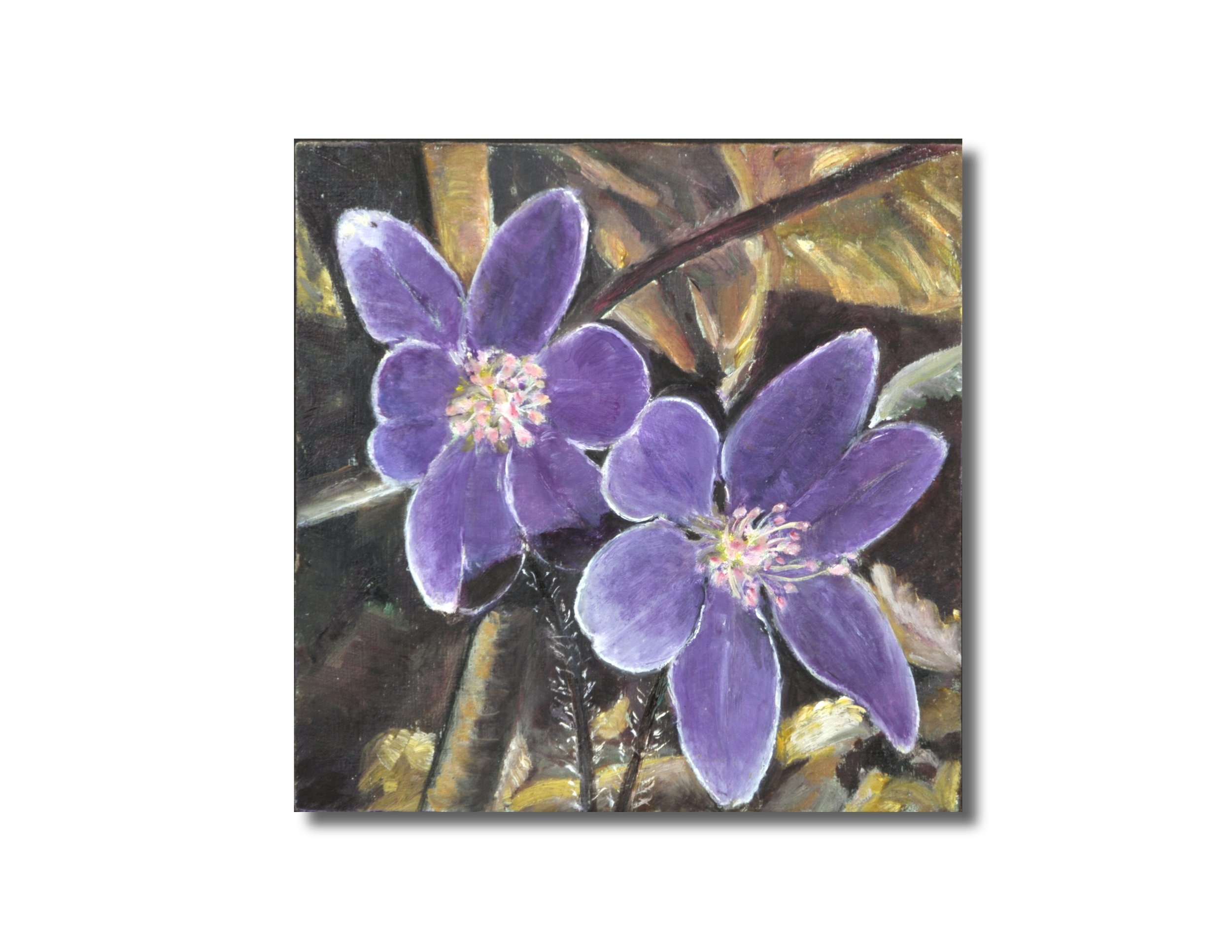 Hepatica