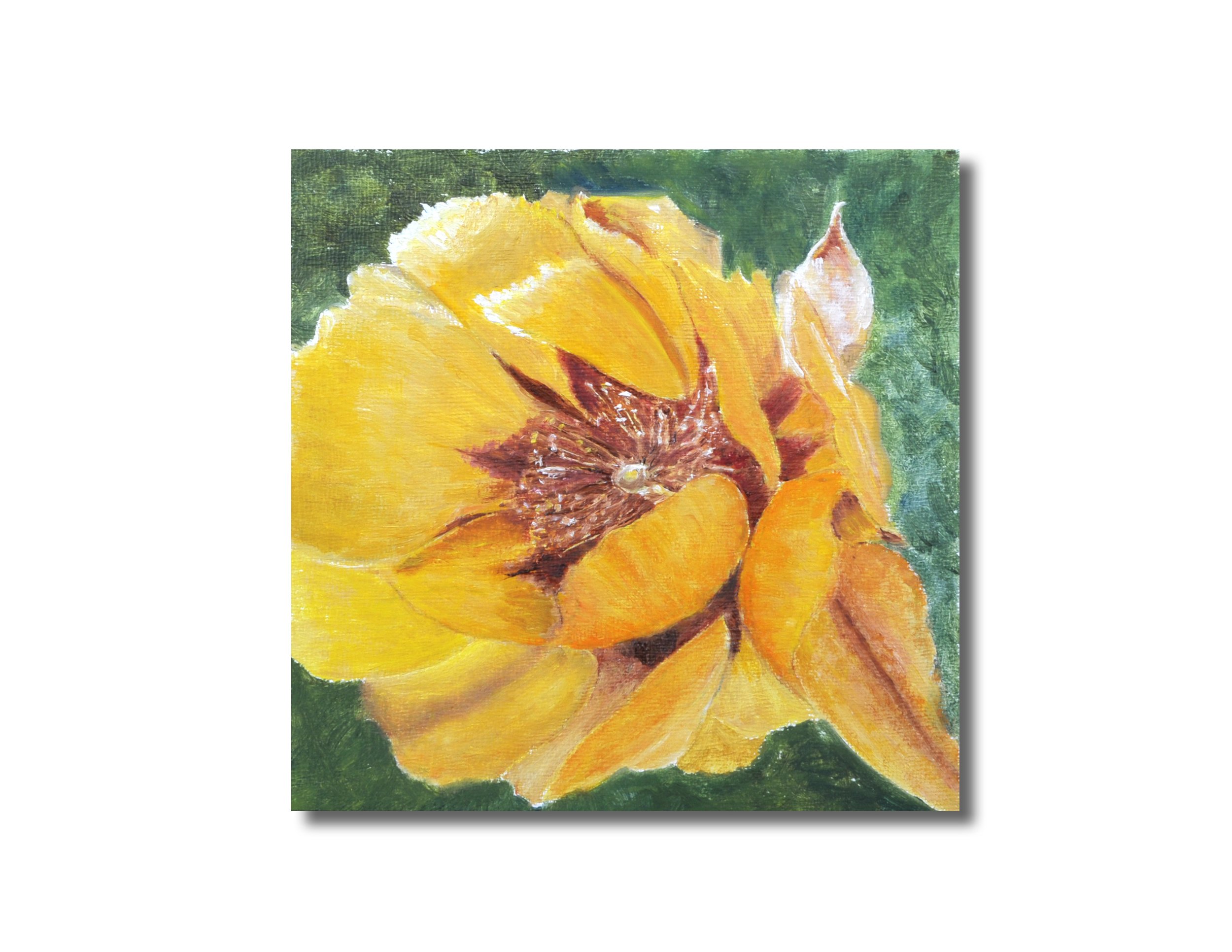 Texas Gold Poppy