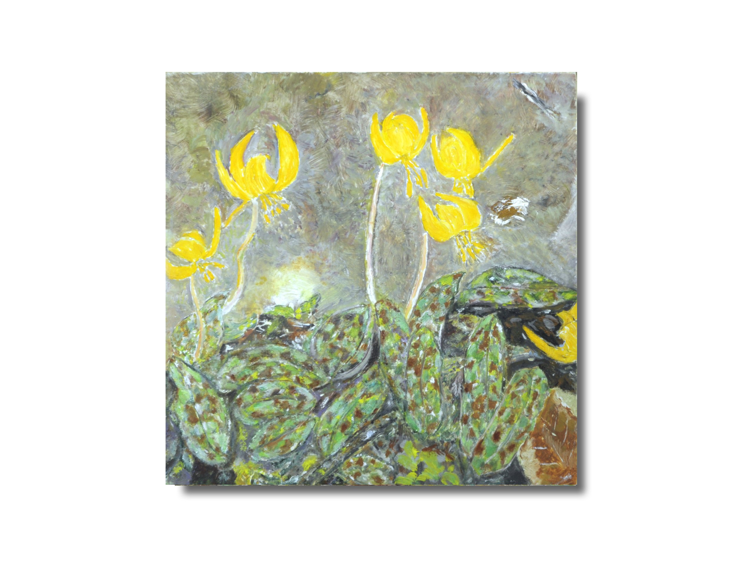 Trout Lily