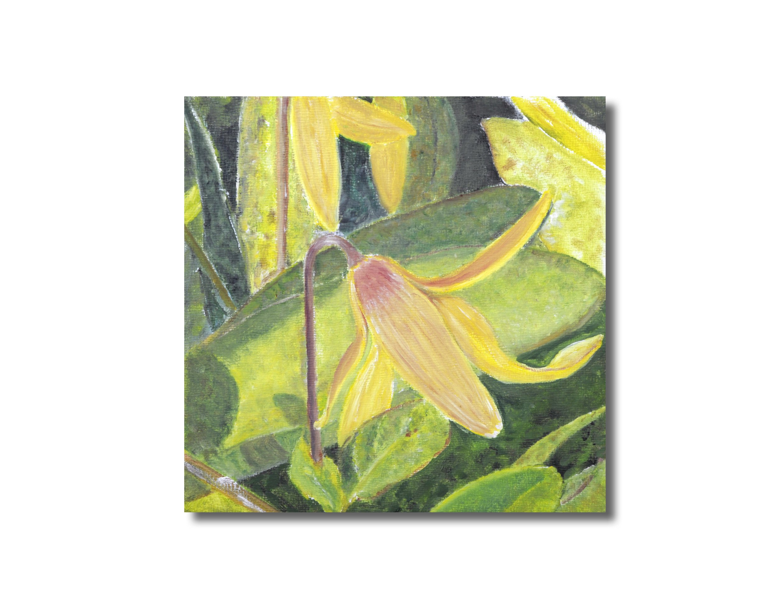 Trout Lily 1