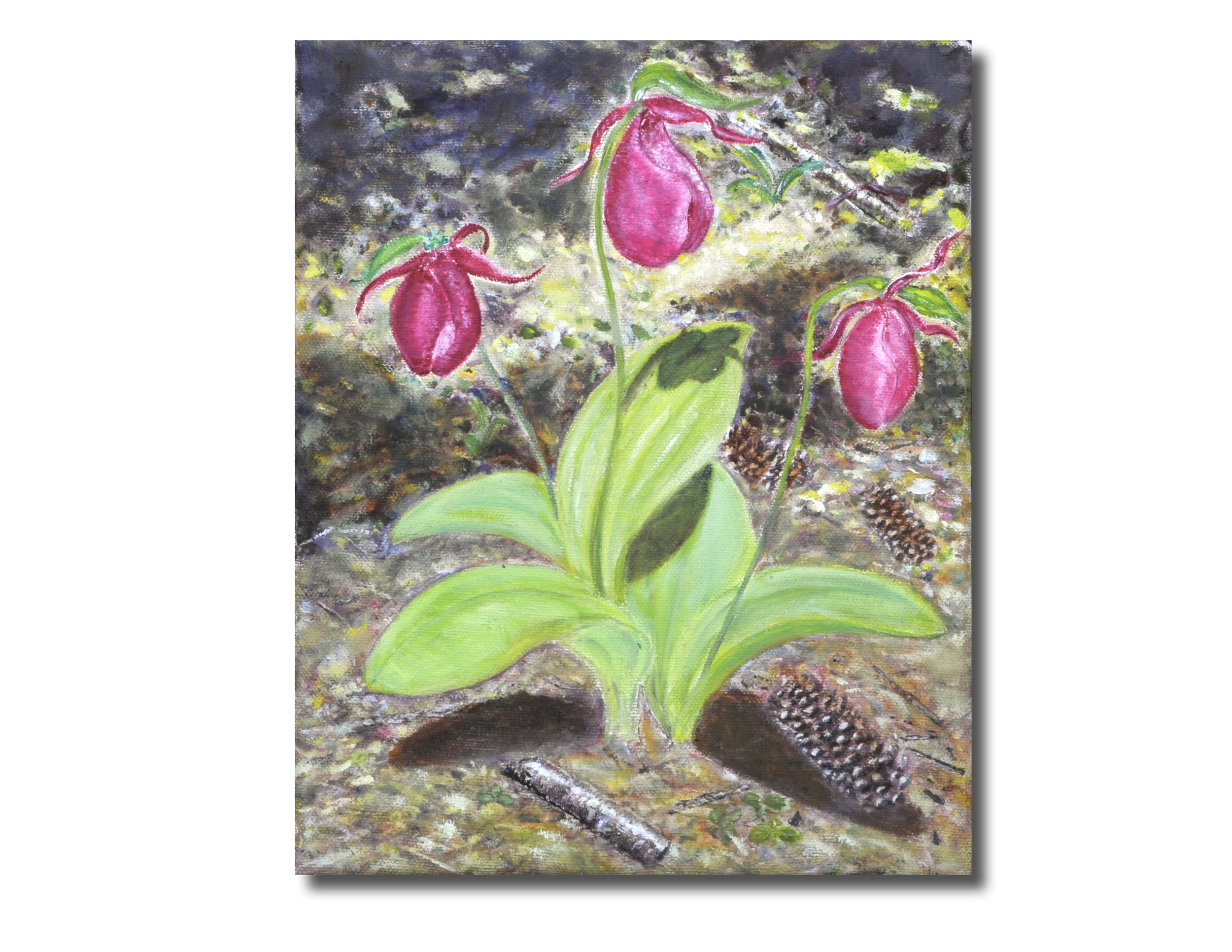 Lady Slipper
