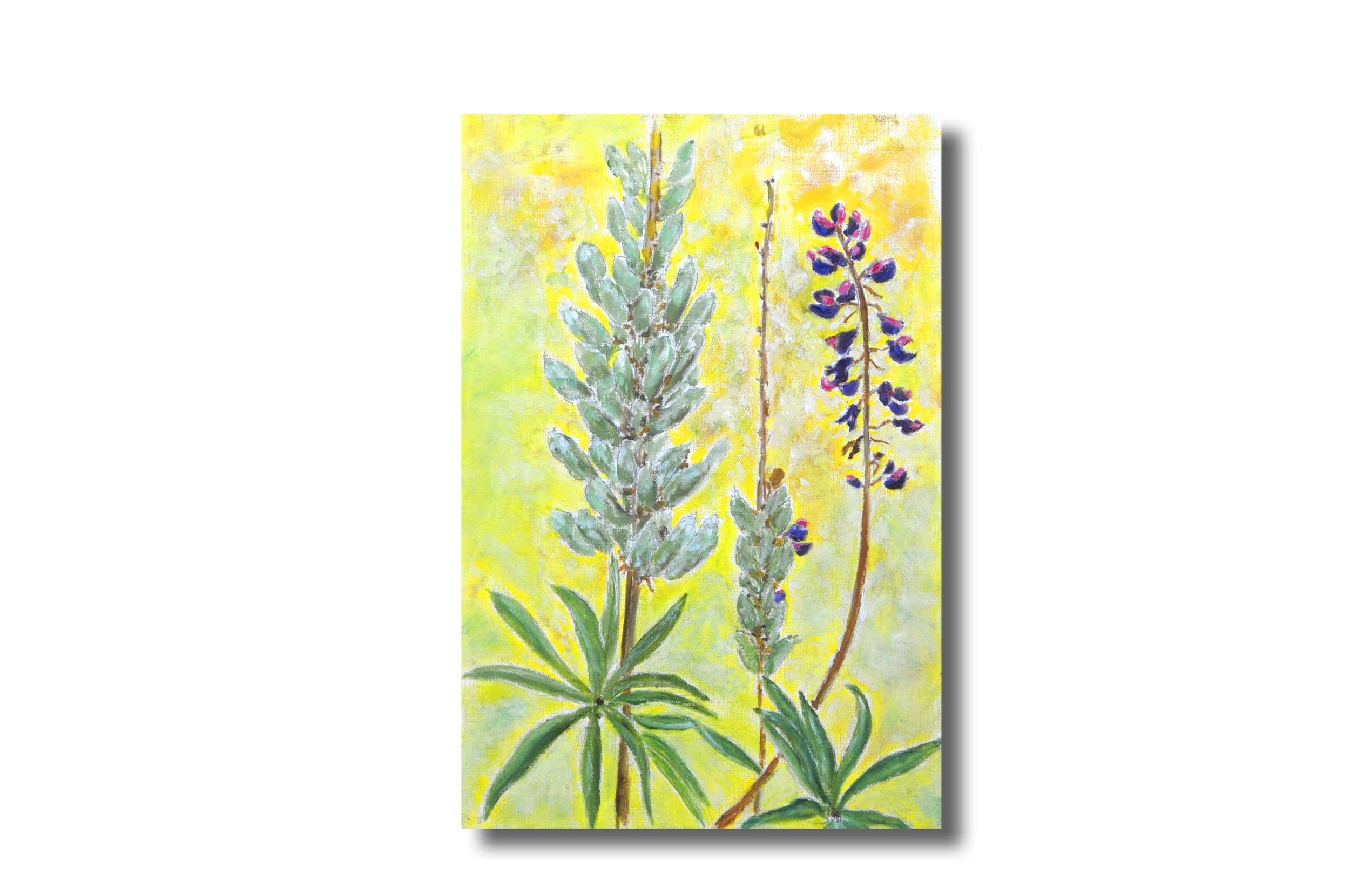 Fading Lupine