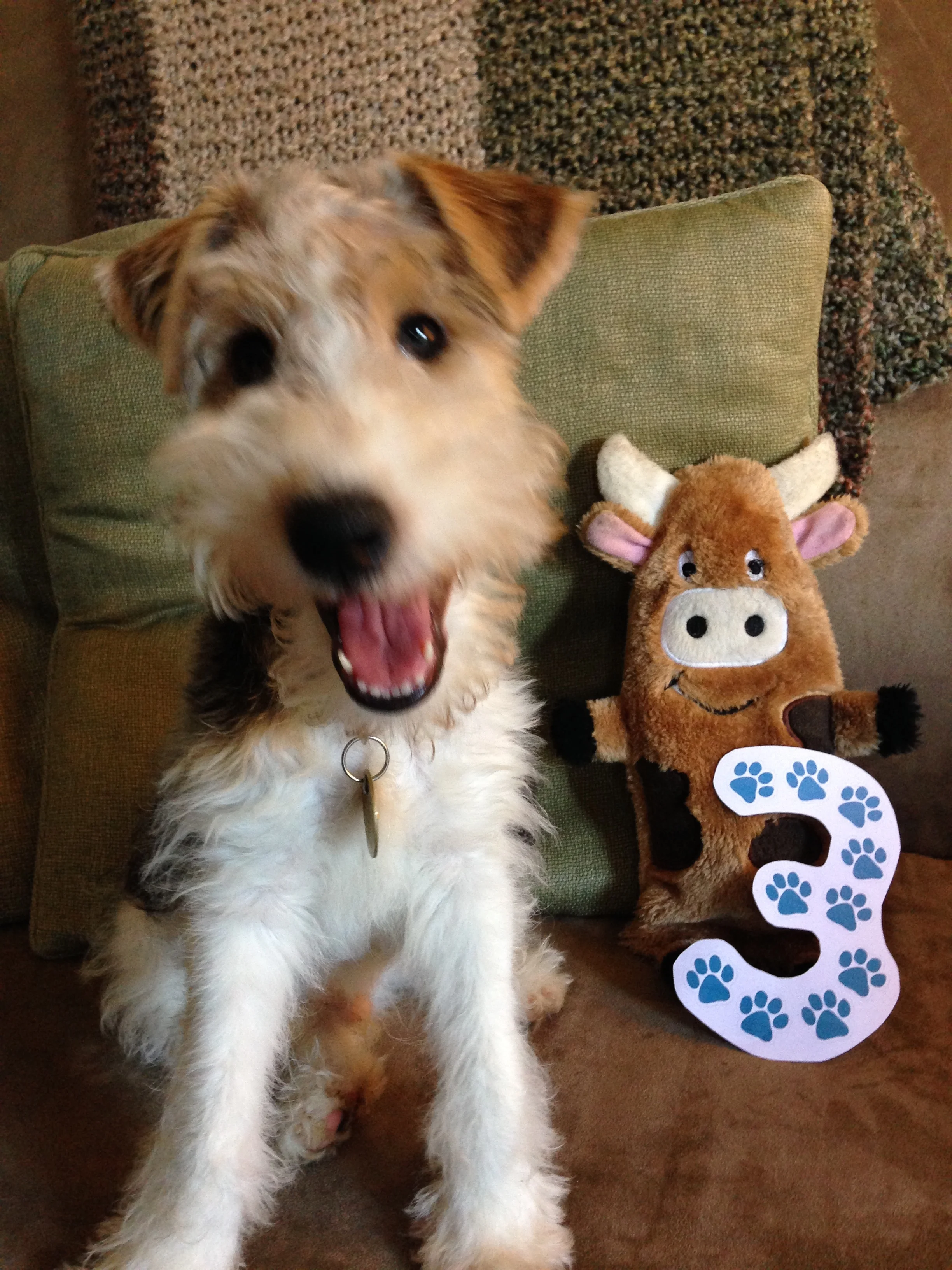 Auggie on his 3-month birthday!