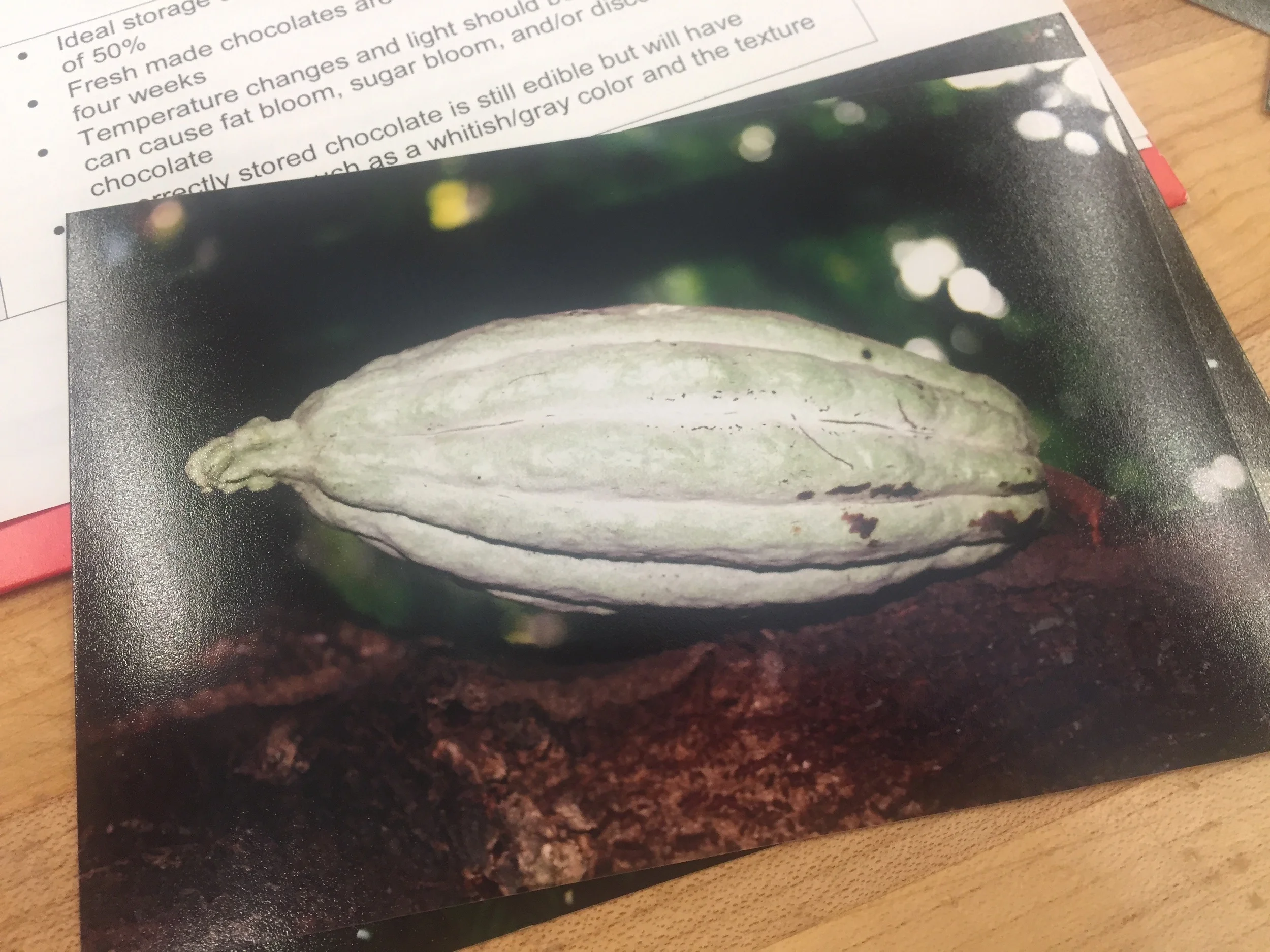A cocoa tree pod - they're ripe when they turn red