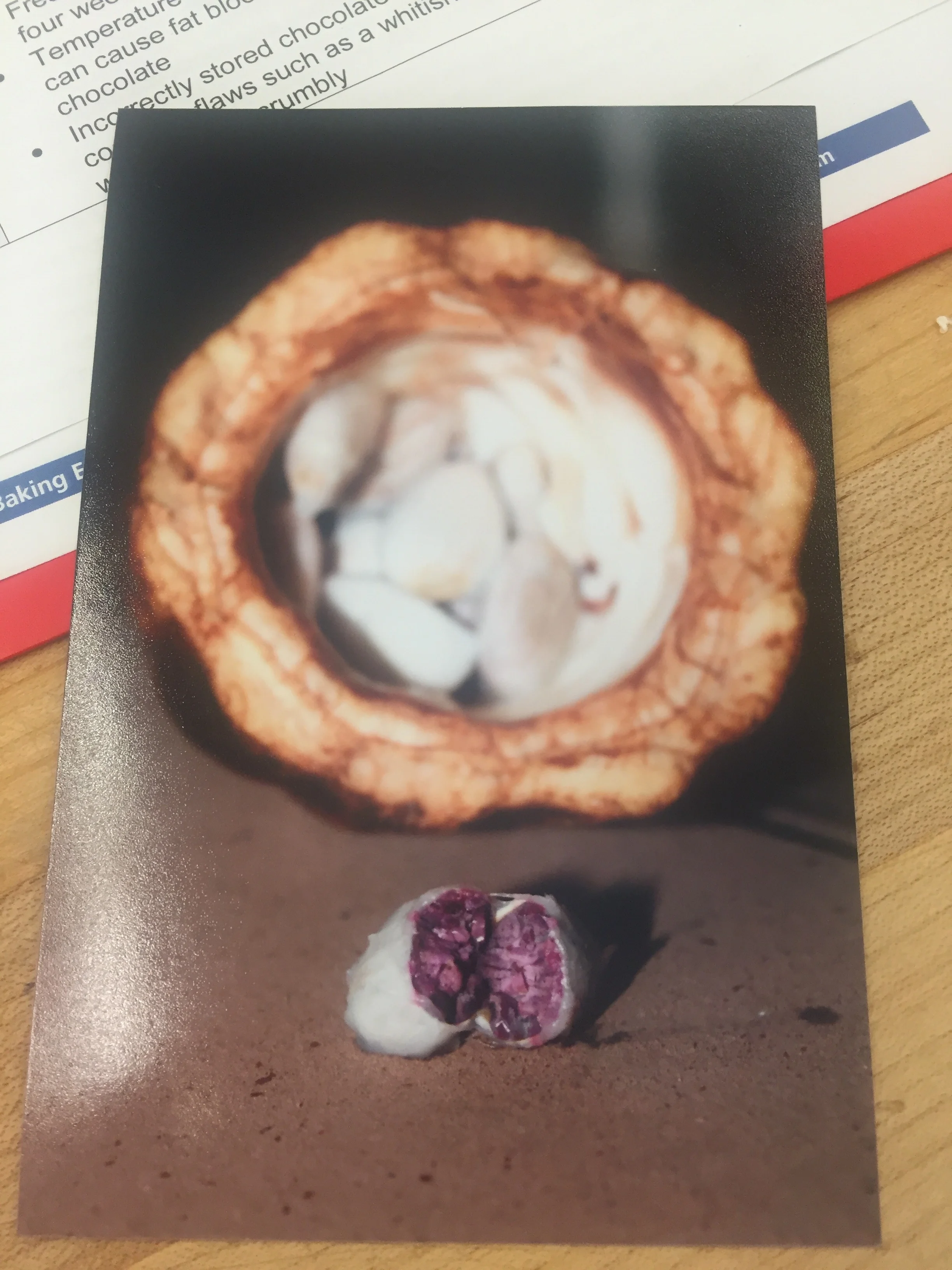the inside of a cocoa pod - about 20-50 cocoa beans per pod (takes about 400 beans to make one pound of chocolate