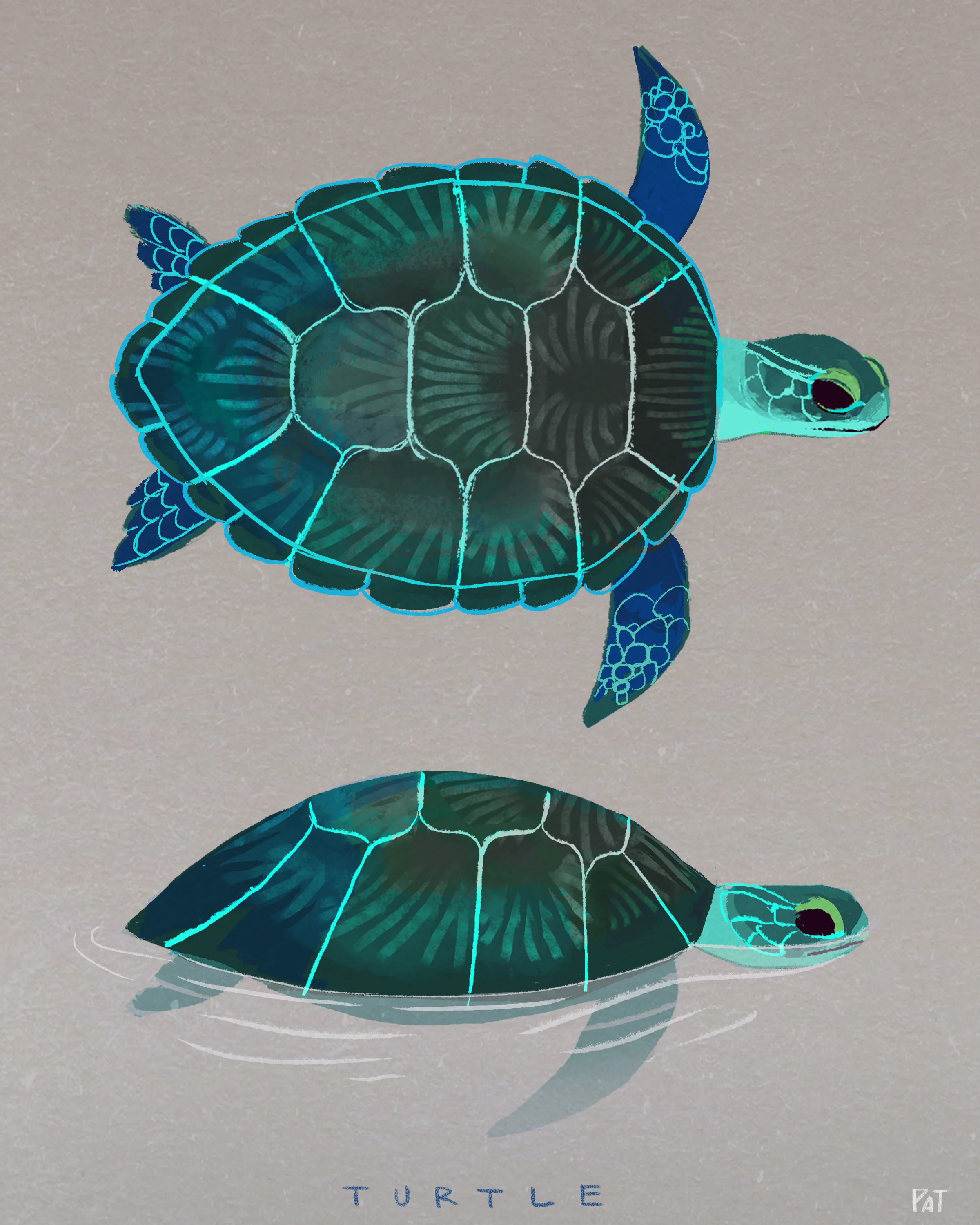 SeaTurtle_Portfolio.jpg