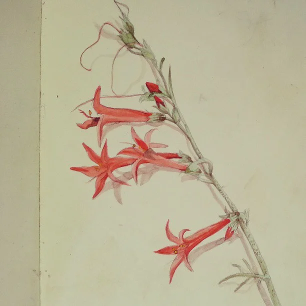 Happy Spring! Here’s a watercolor of Ipomopsis Aggregata, also known as a Skyrocket, from a sketchbook I kept while working in New Mexico a few years ago.