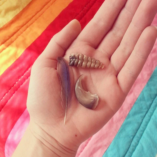 Some souvenirs from when I worked in the backwoods of New Mexico at a backpacking camp. Bear claw, rattlesnake rattle, and a mountain bluebird feather.