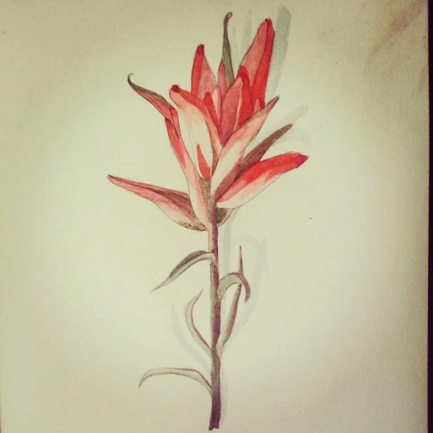 More flowers! Castilleja integra/Southwestern Paintbrush.