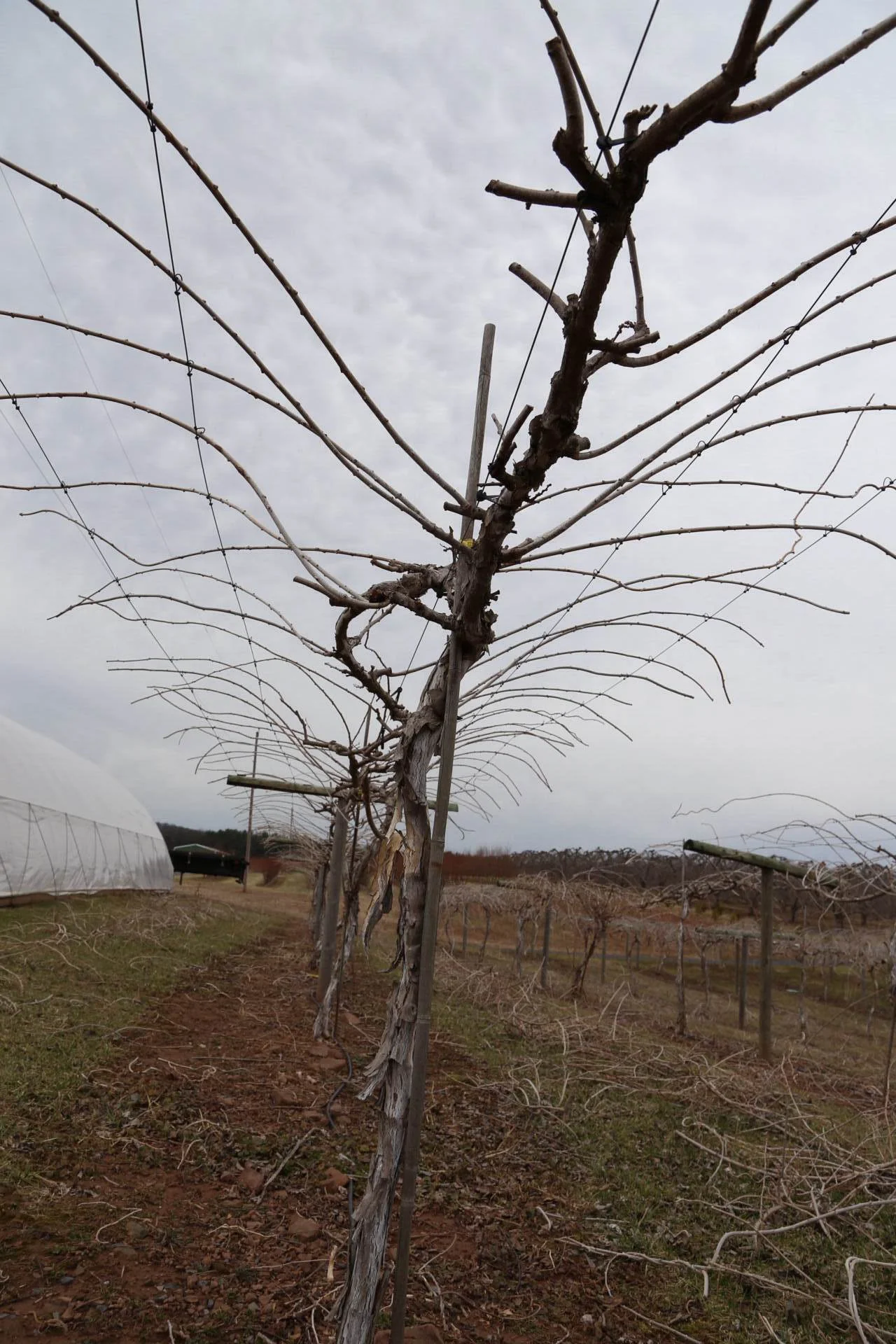 Kiwis after pruning, much better.