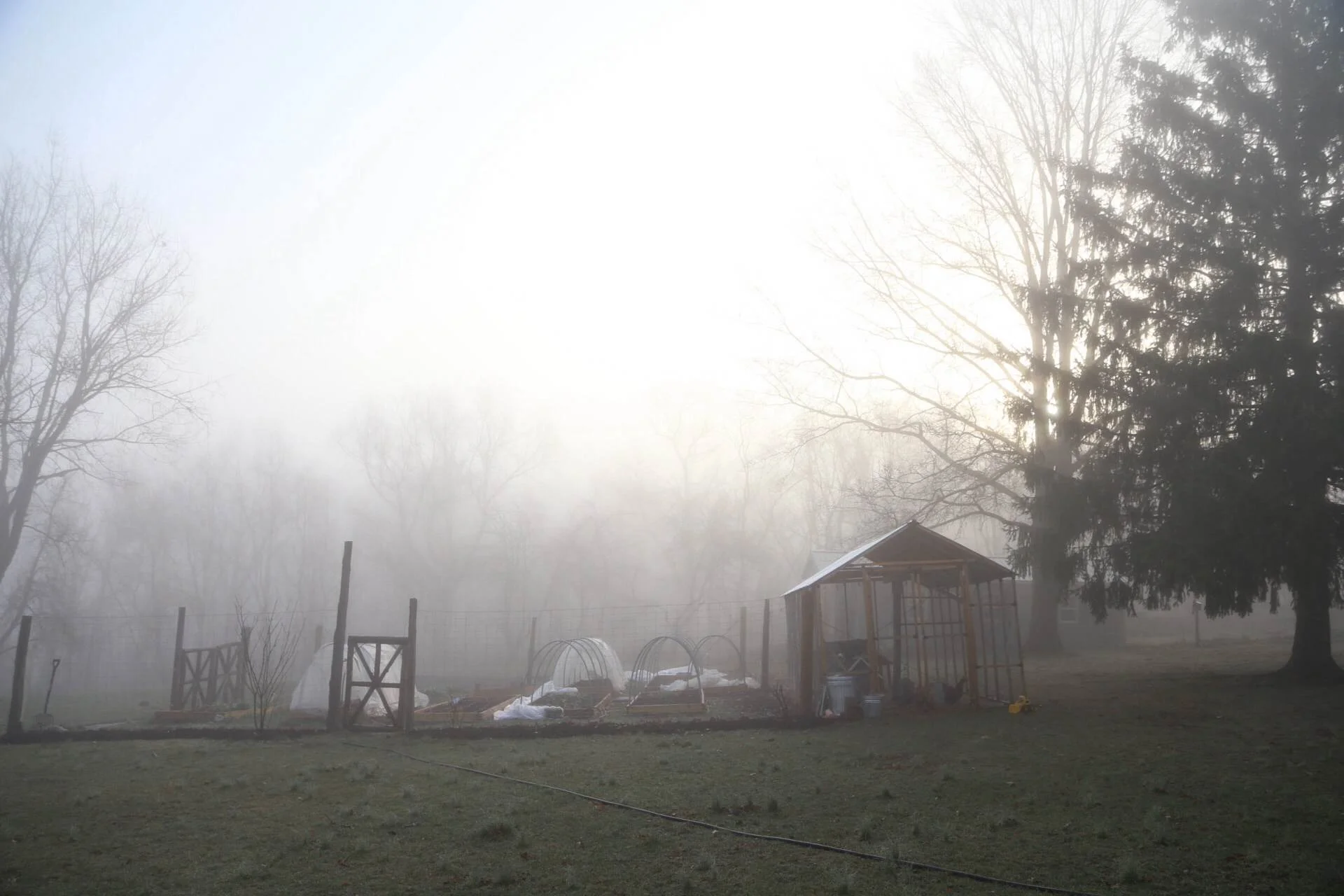 Morning fog over the garden
